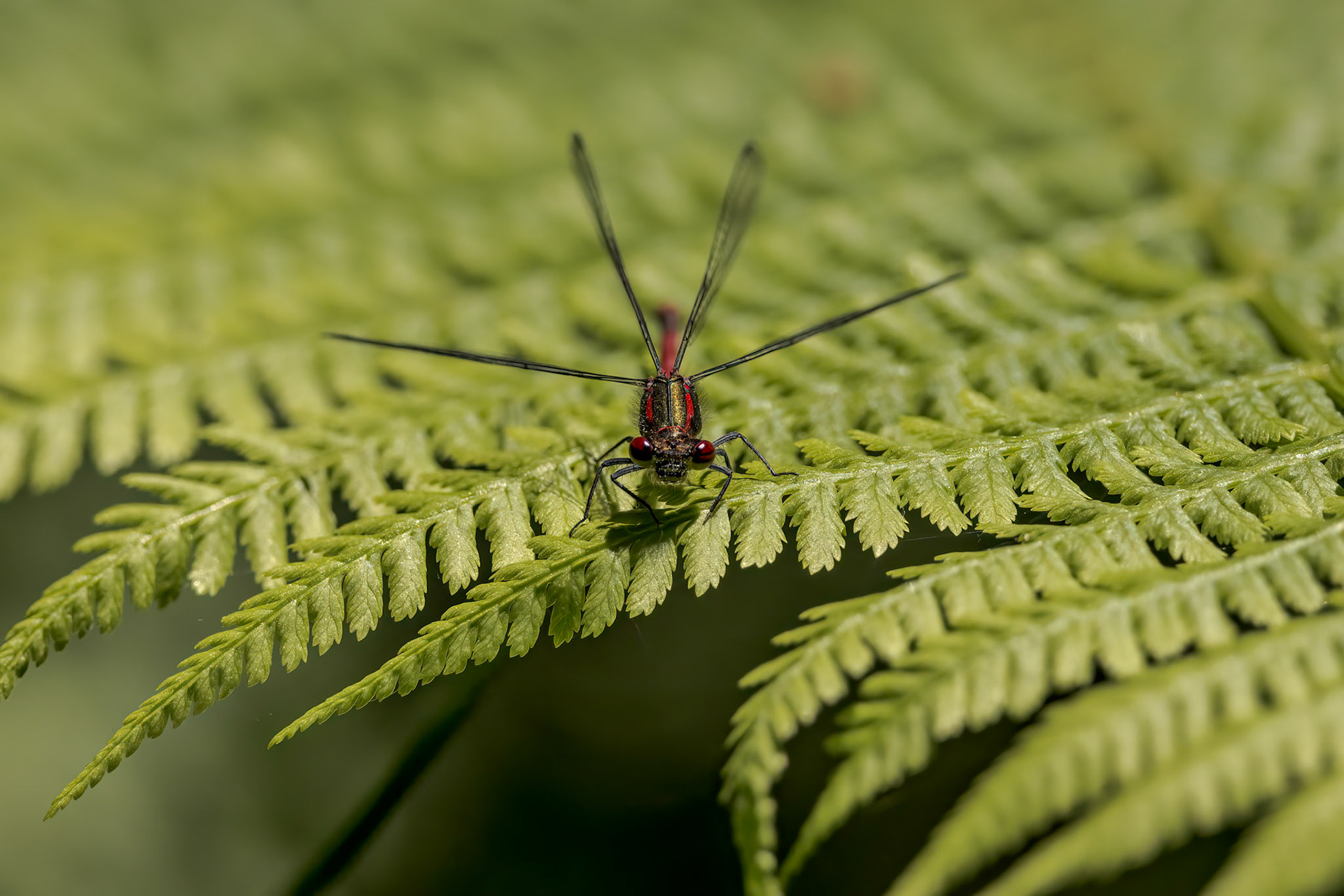 Large Red Damselfly (Pyrrhosoma nymphula)