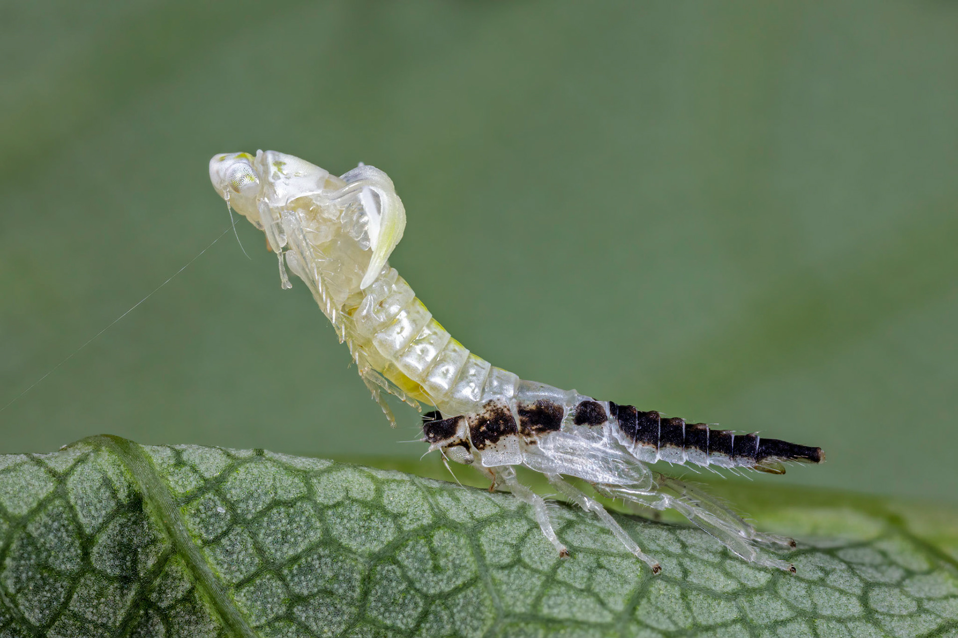 Leafhopper (Eurhadina loewii)