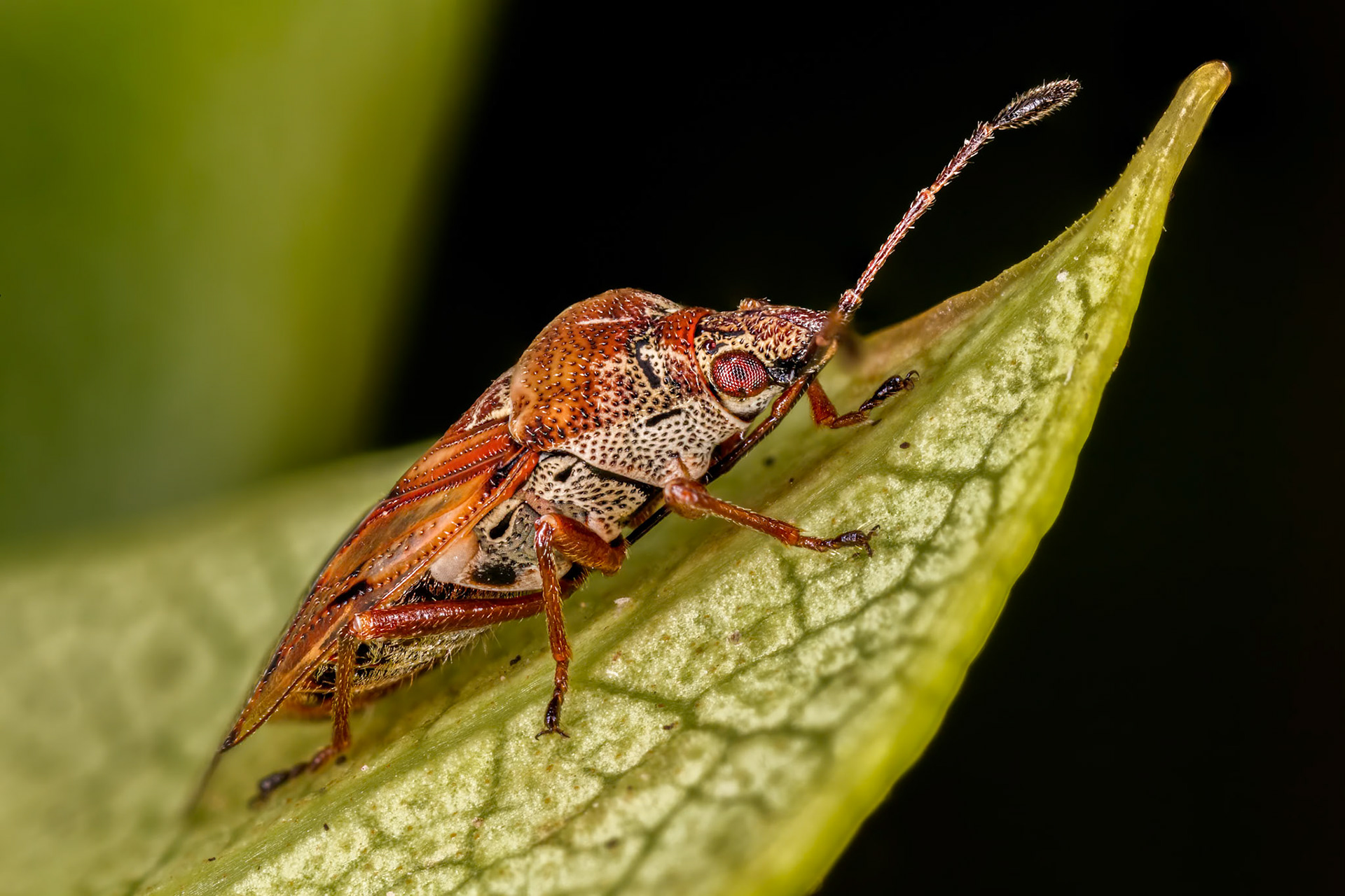Birch Catkin Bug (Kleidocerys resedae)