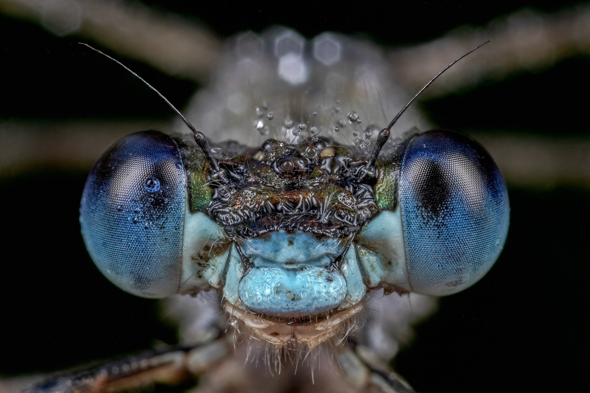 Emerald Damselfly (Lestes sponsa)