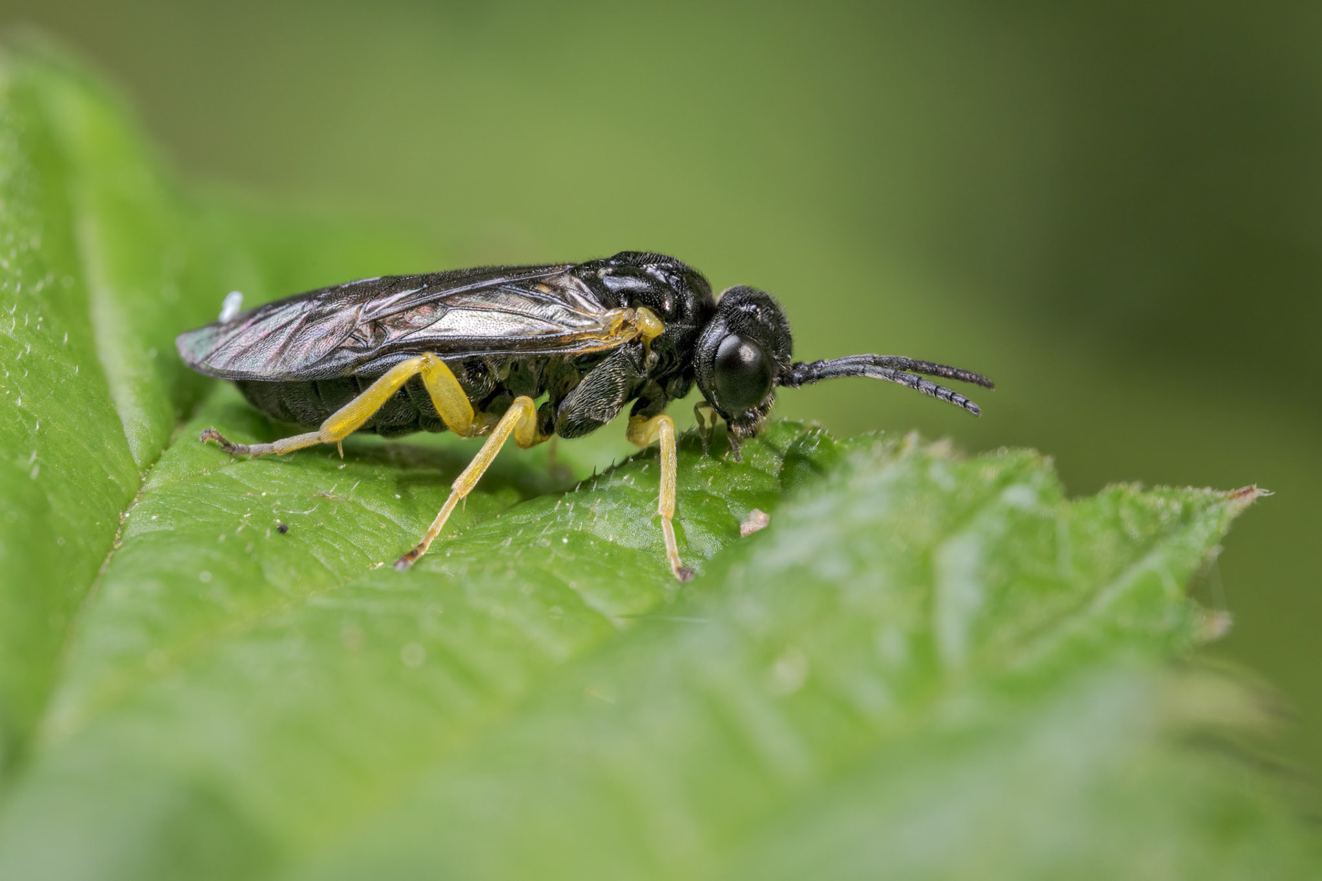 Aneugmenus coronatus