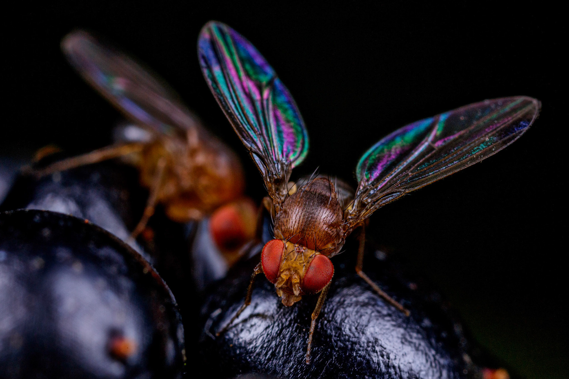 Fruit Fly (Tephritidae)