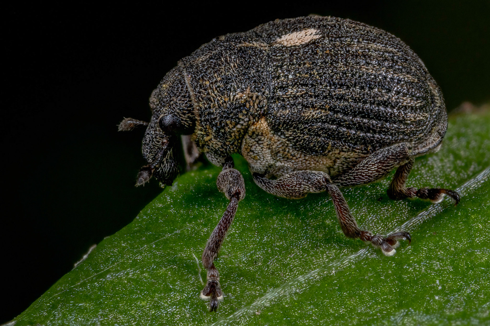 Rhinoncus Pericarpius