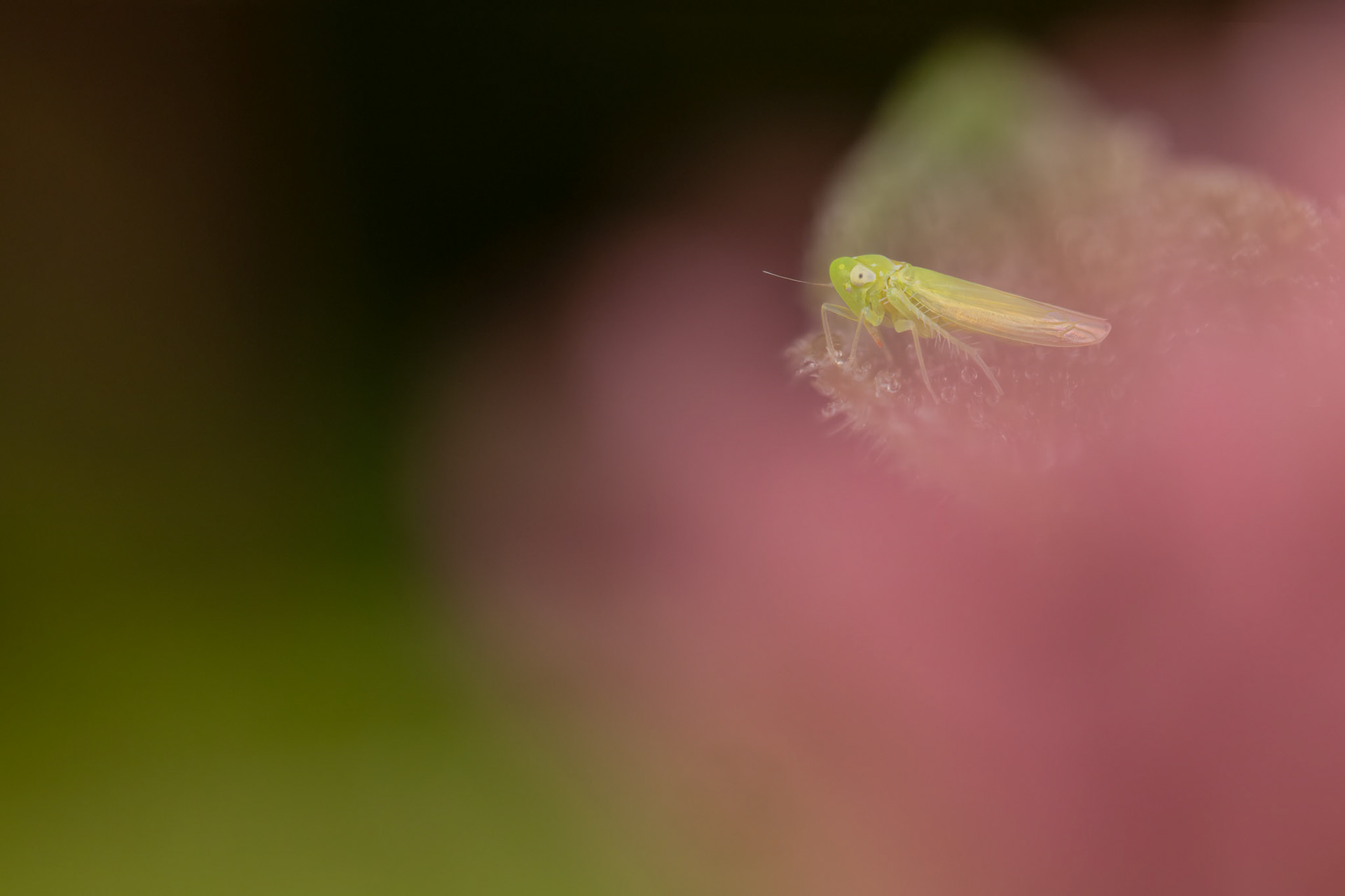 Leafhopper (Empoasca decipiens)