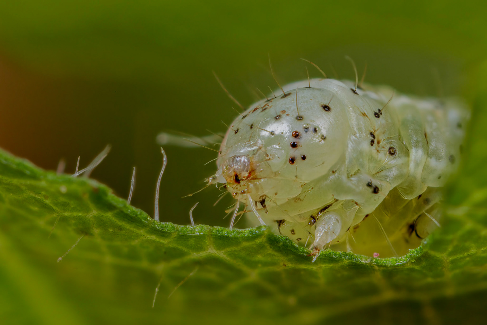 Dun-bar-caterpillar (Cosmia trapezina)