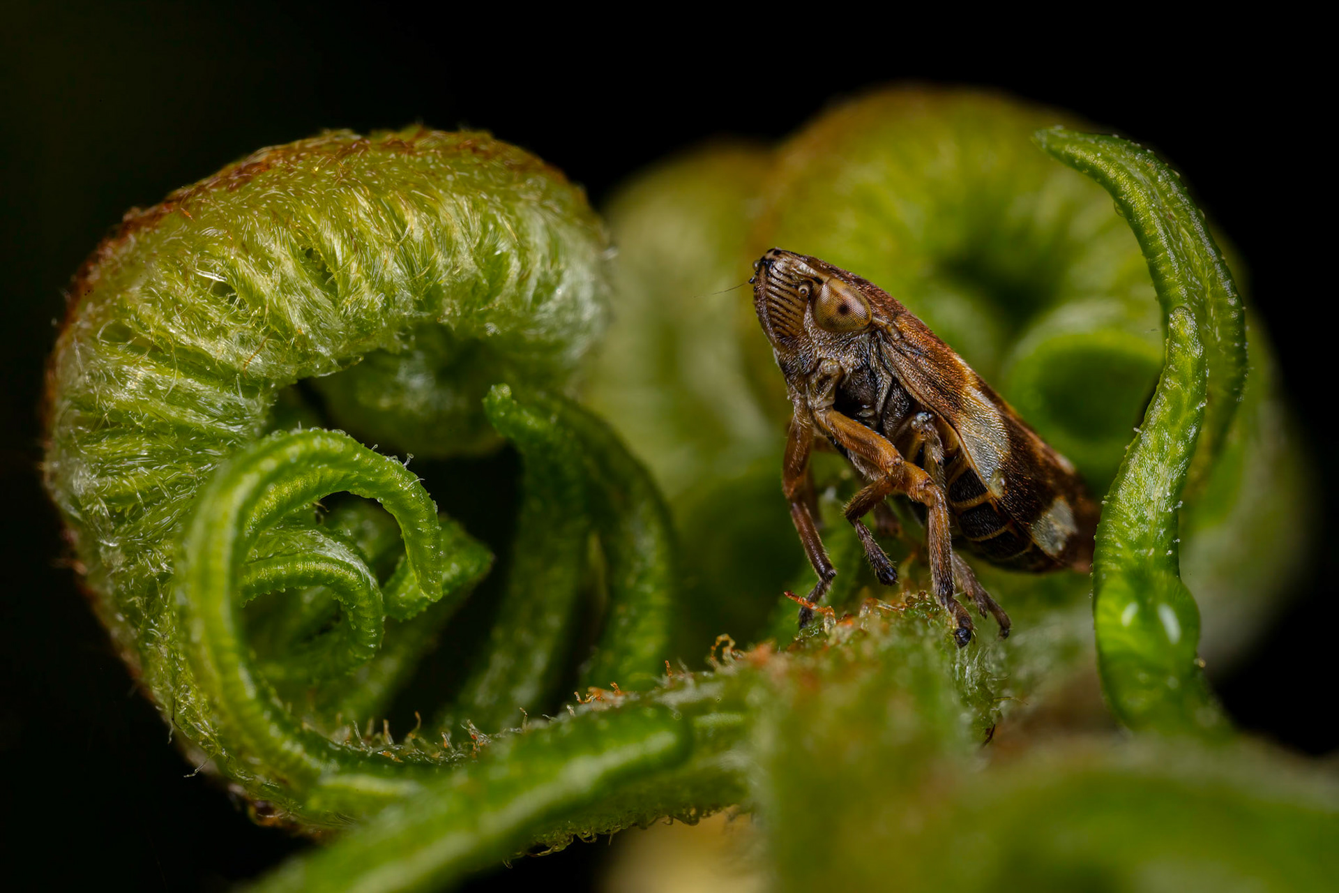 Common Froghopper (Philaenus spumarius)