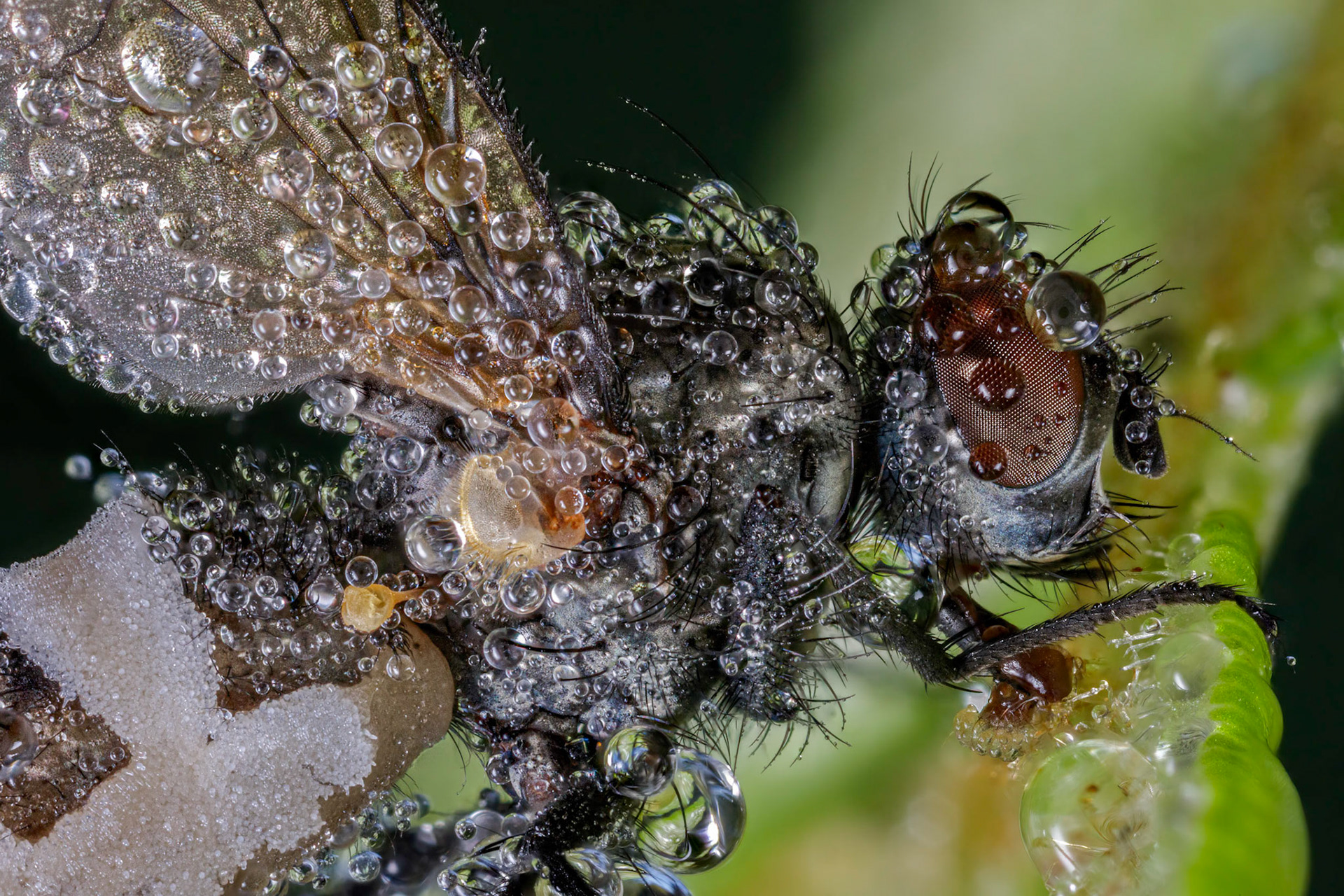 Fly Death Fungus (Entomophthora muscae)