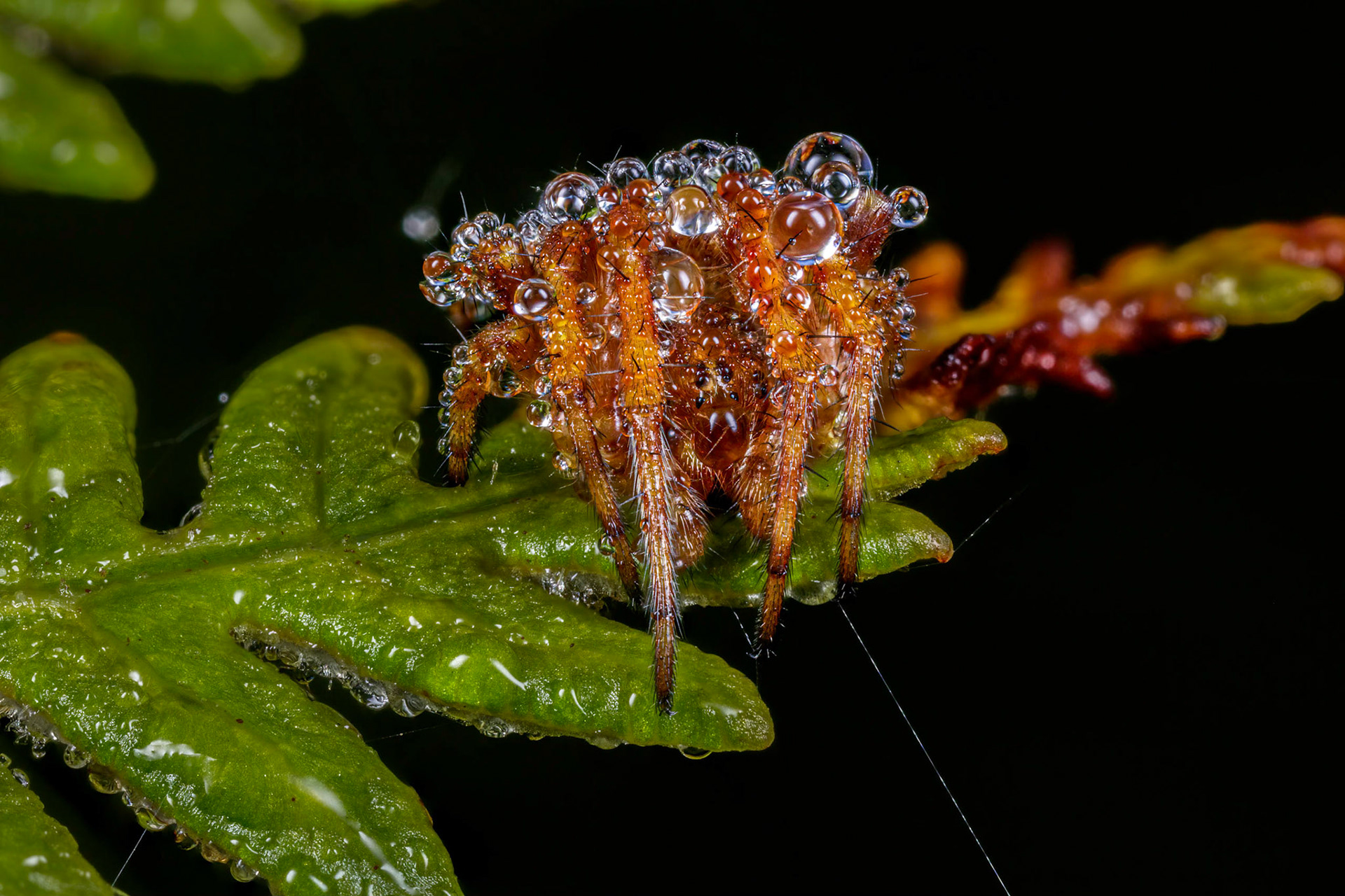 European garden spider (Araneus diadematus)