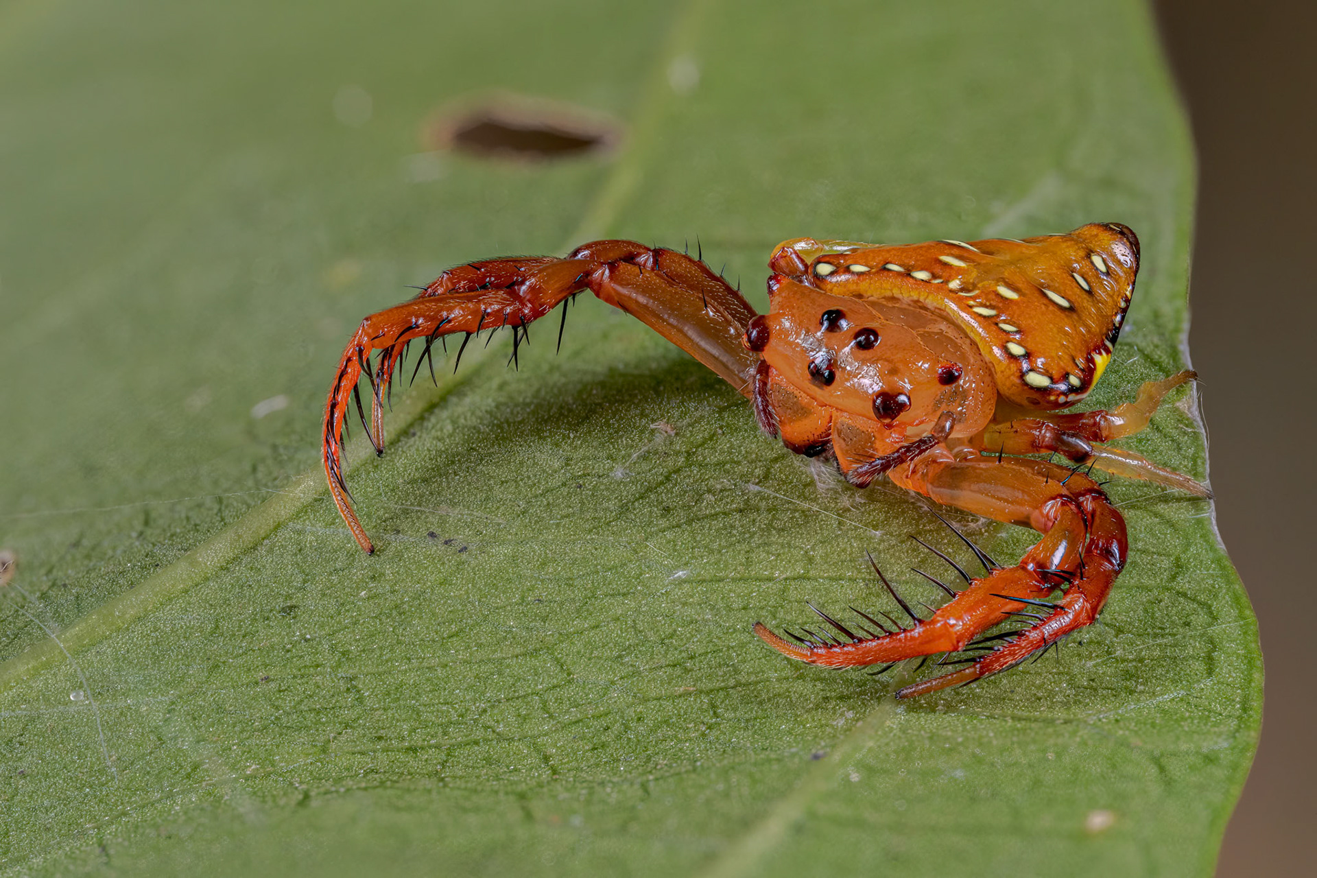 Triangular Spider (Arkys lancearius)