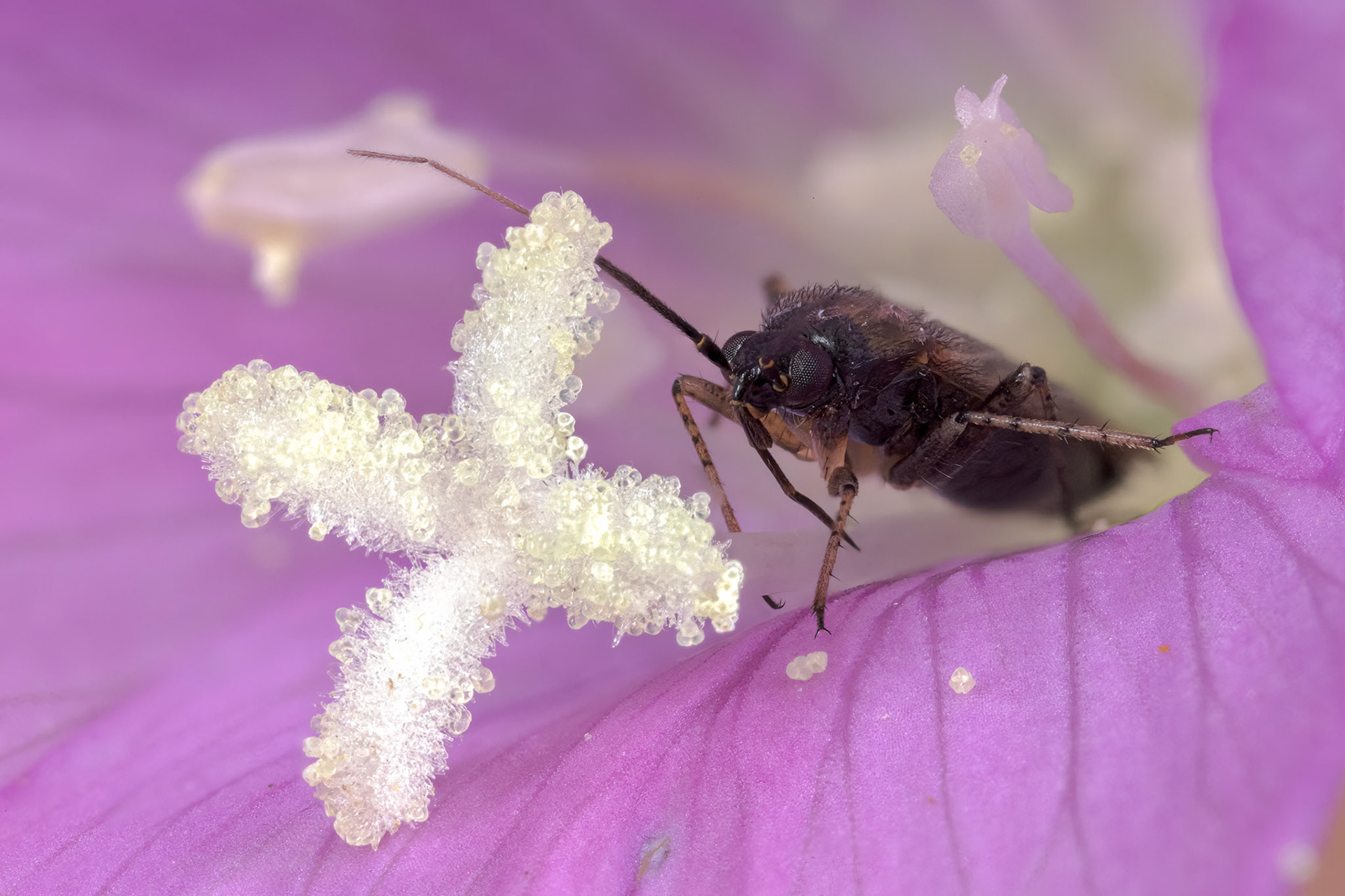Becker's Plant Bug (Megacoelum beckeri)