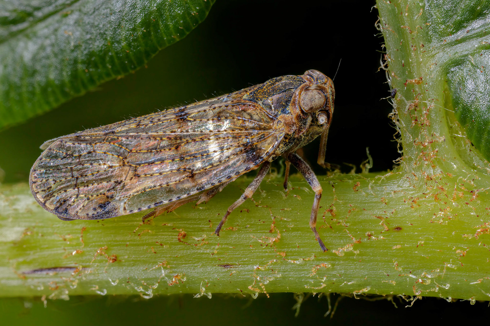 Lacehopper (Tachycixius pilosus)