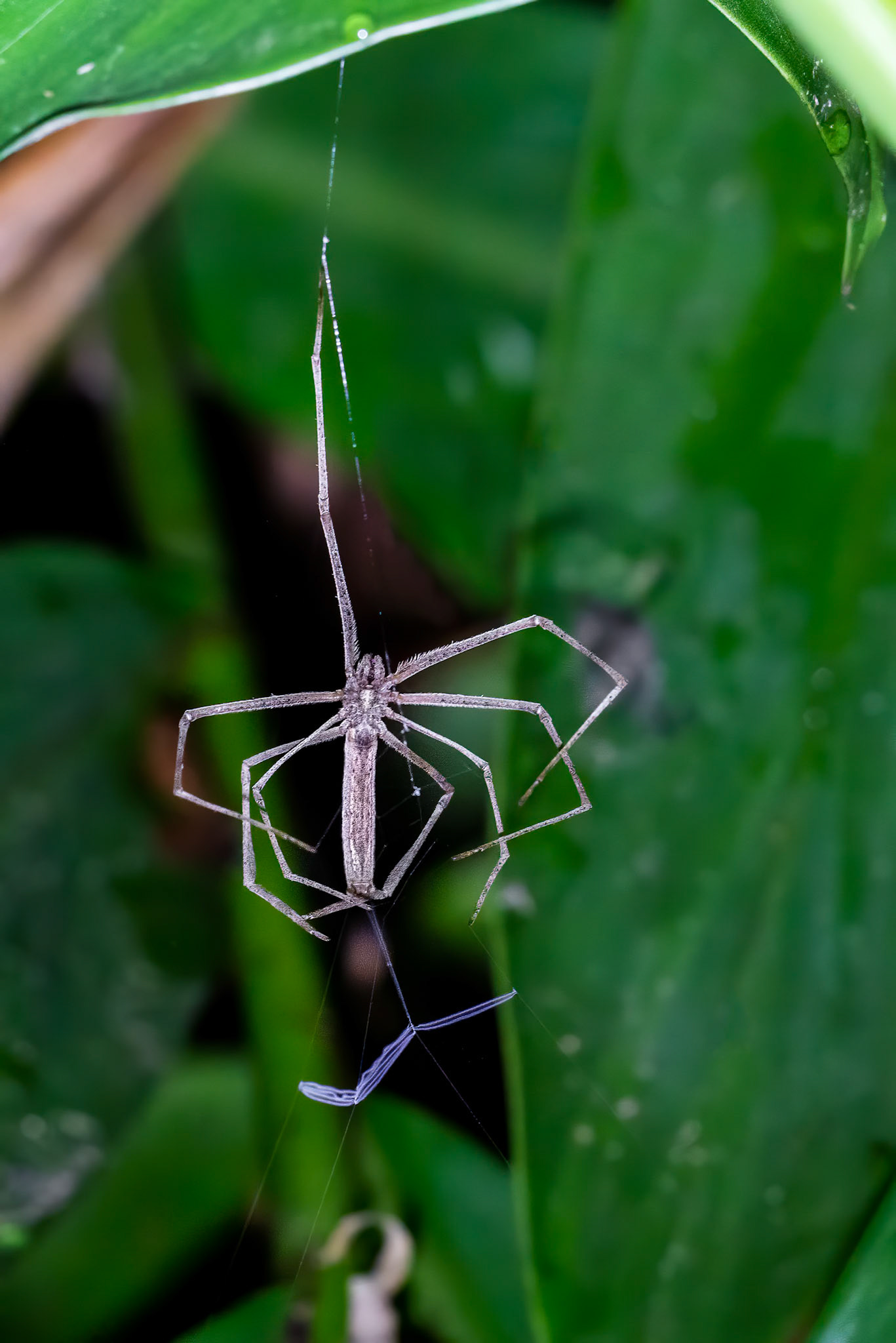 Net Casting Spider (Deinopidae)