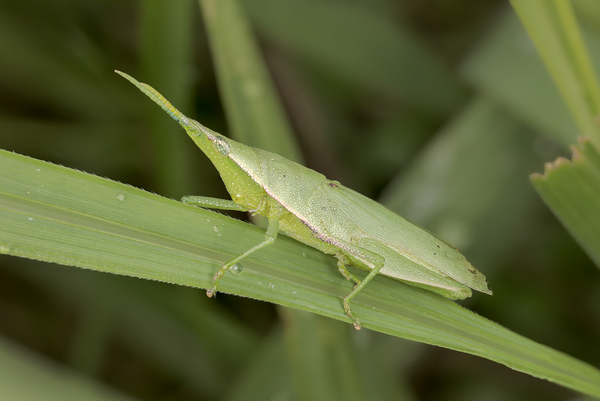 Grasshopper (Atractomorpha lata)