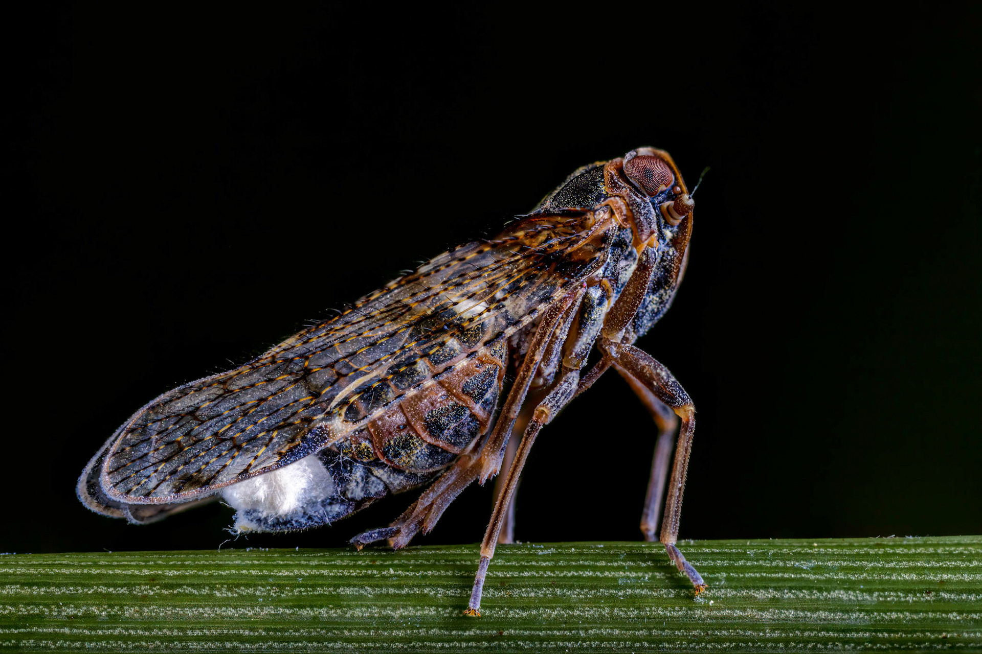 Lacehopper (Cixius nervosus)