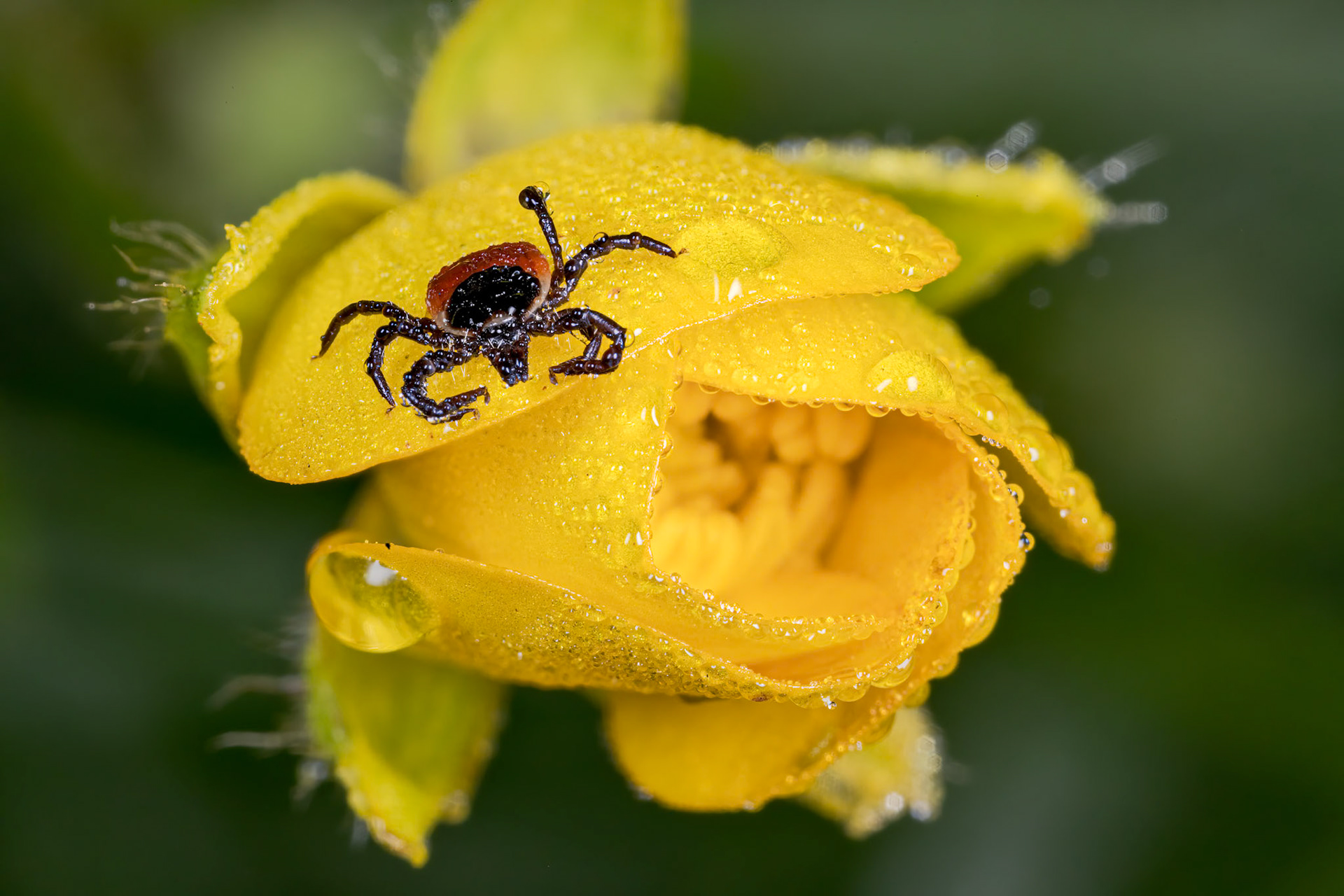 Hard Tick (Ixodes Ricinus)