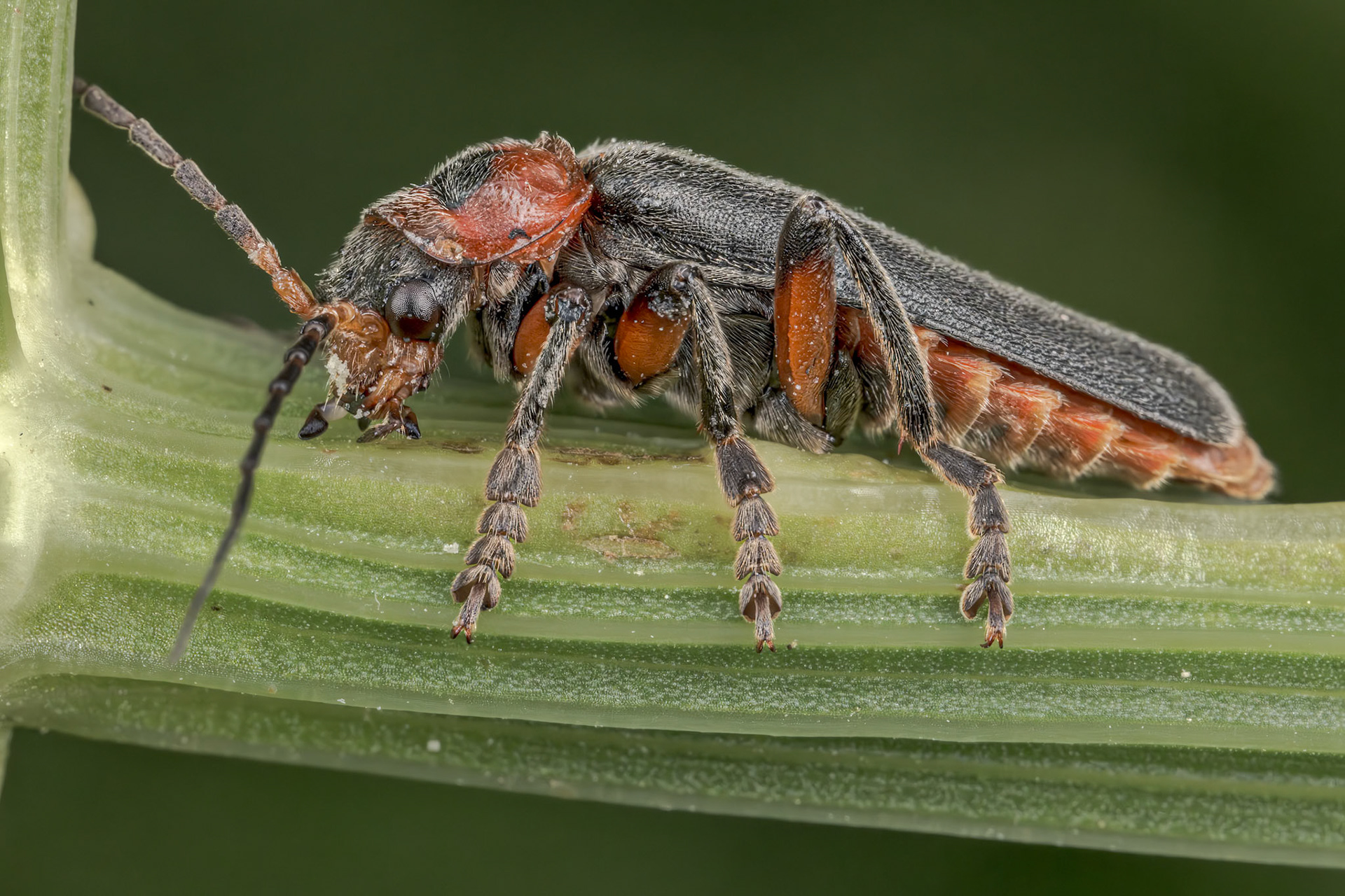 Rustic Sailor Beetle (Cantharis rustica)
