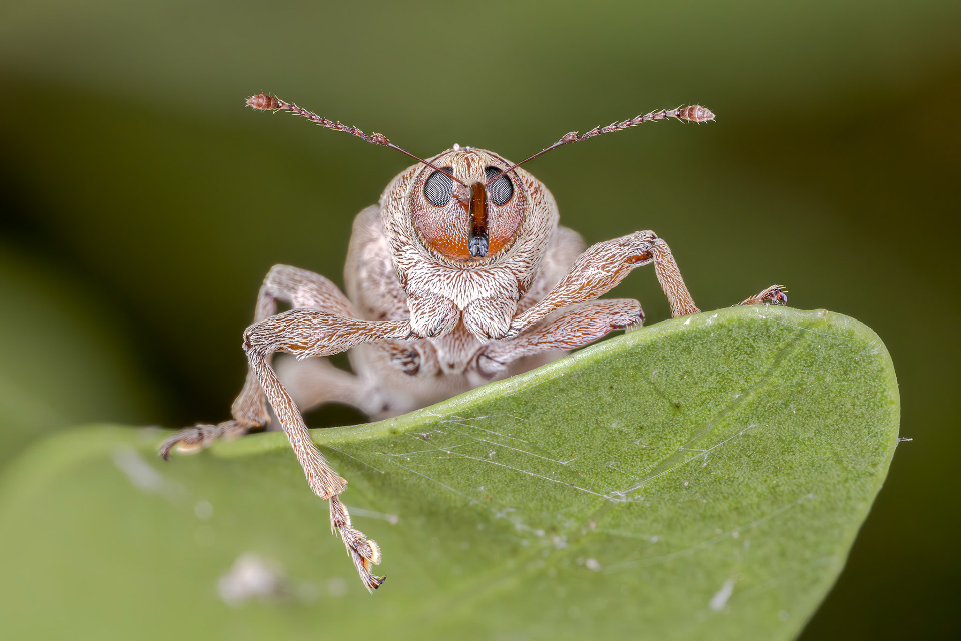 Acorn Weevil (Curculio glandium)