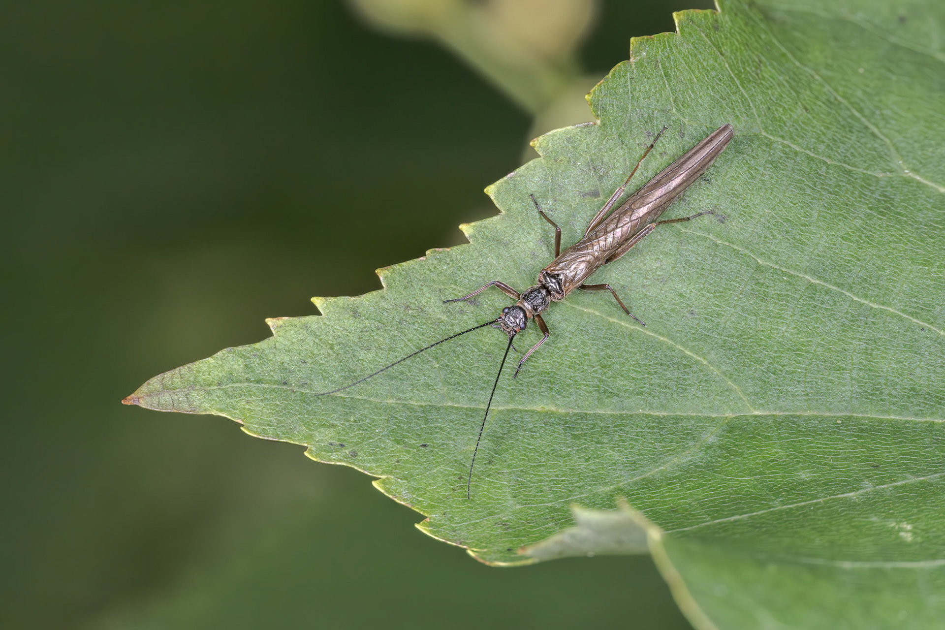 Late Needle Fly (Leuctra fusca)