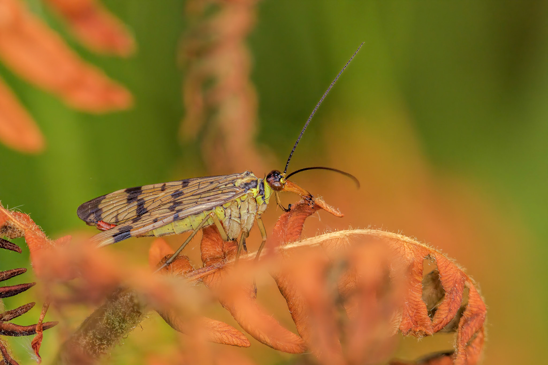 Scorpion Fly (Female) (Panorpa communis)