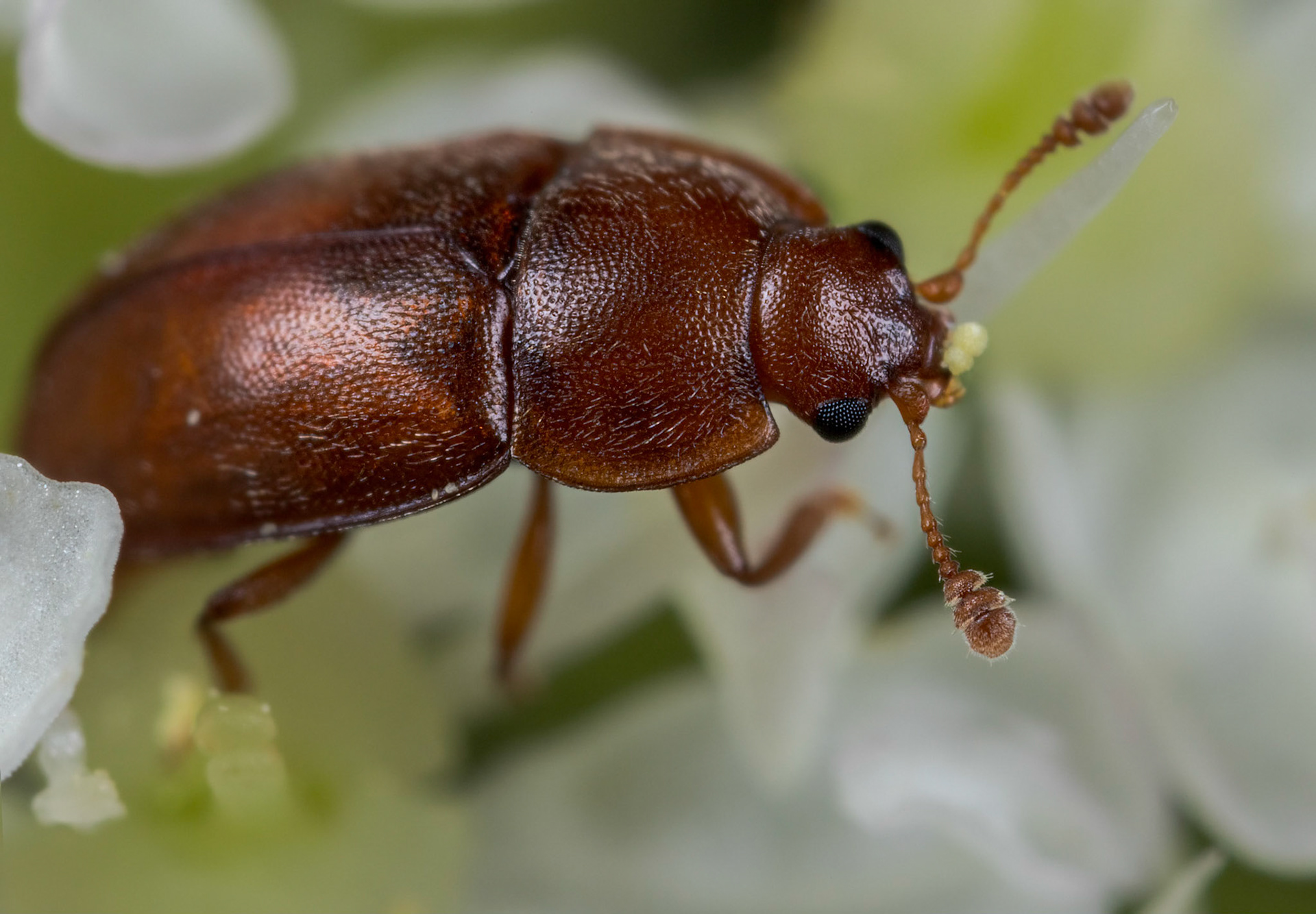 Sap beetle (Epuraea aestiva)