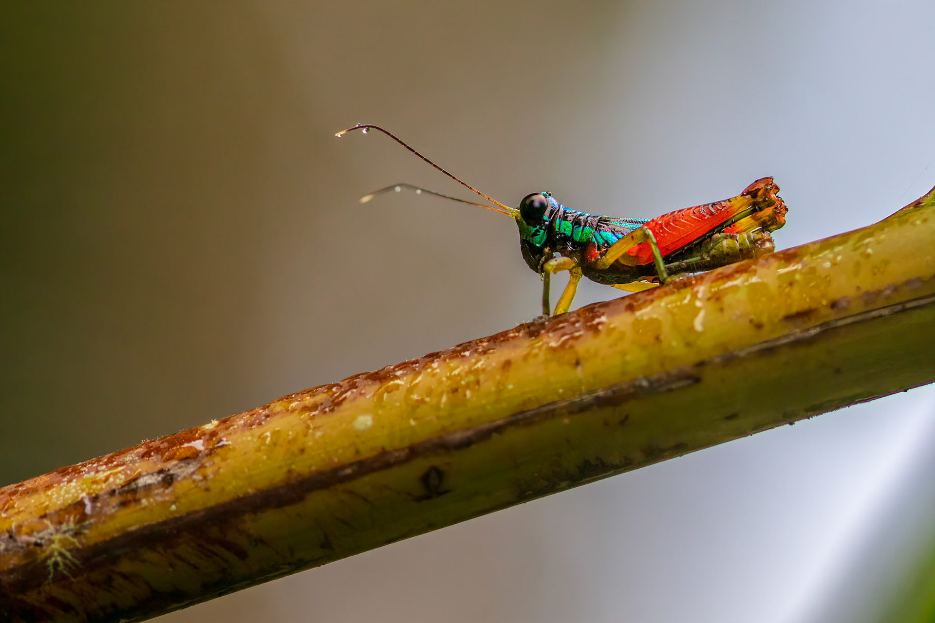 Rainbow Grasshopper