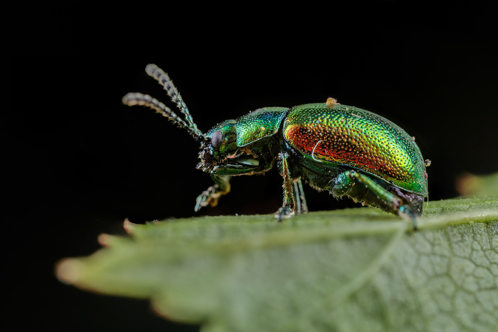 Green Dock Beetle (Gastrophysa viridula)