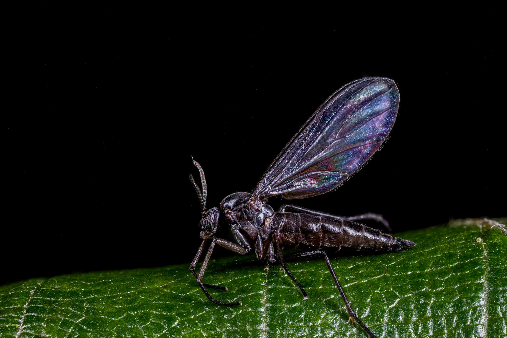 Dark-winged Fungus Gnat (Sciaridae)