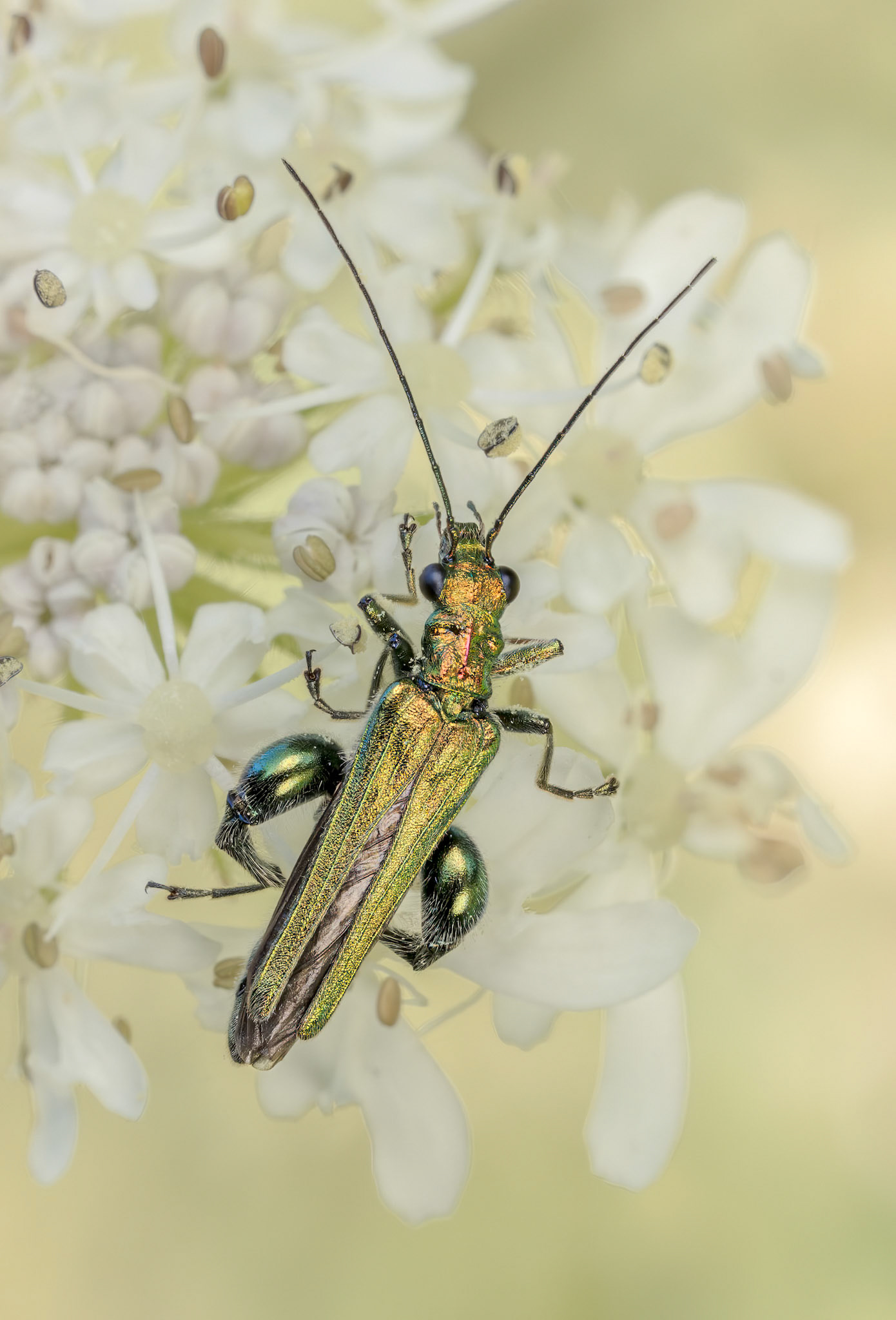 Thick-legged Flower Beetle (Oedemera nobilis)