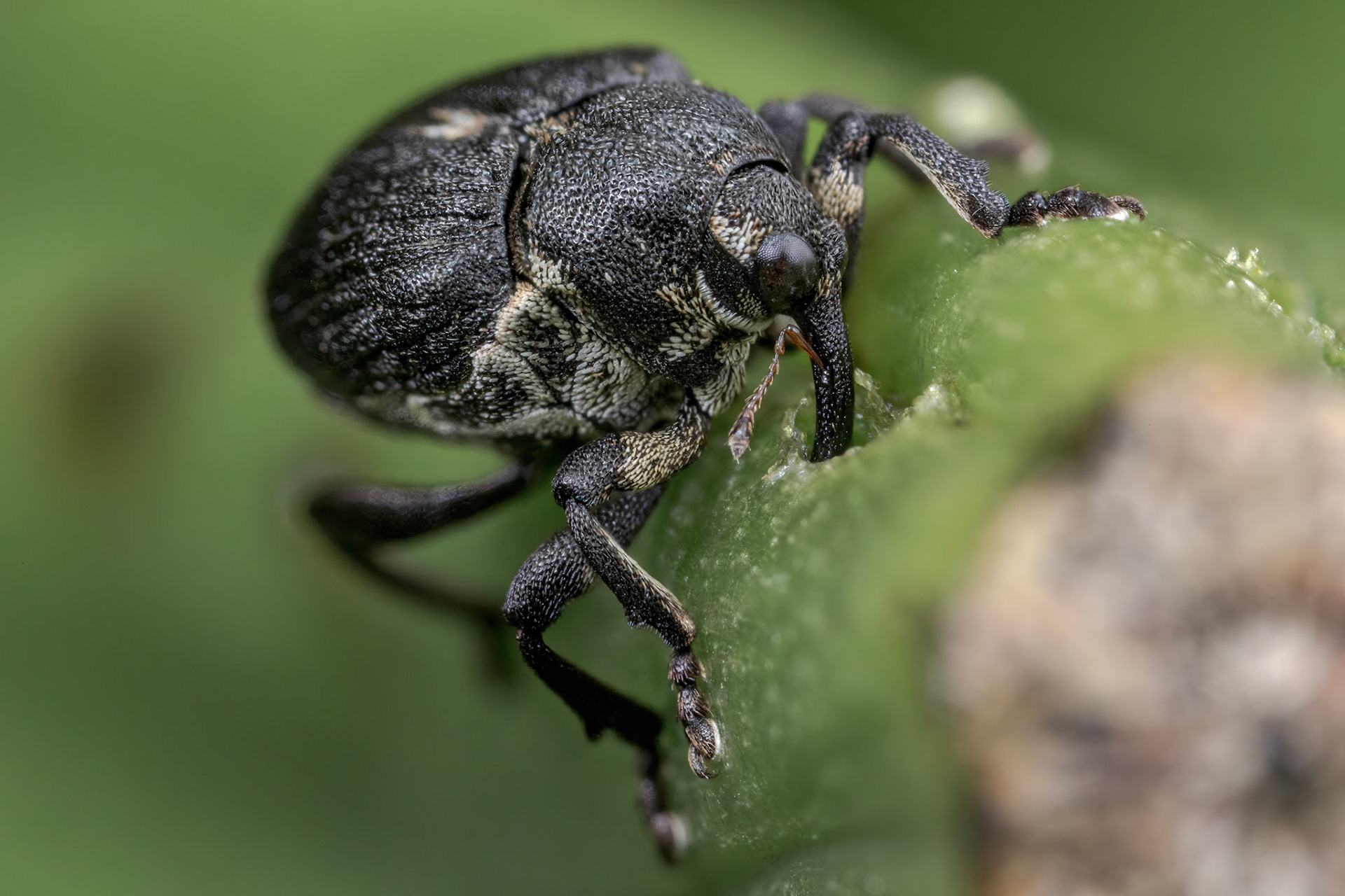 Iris Weevil (Mononychus punctumalbum)