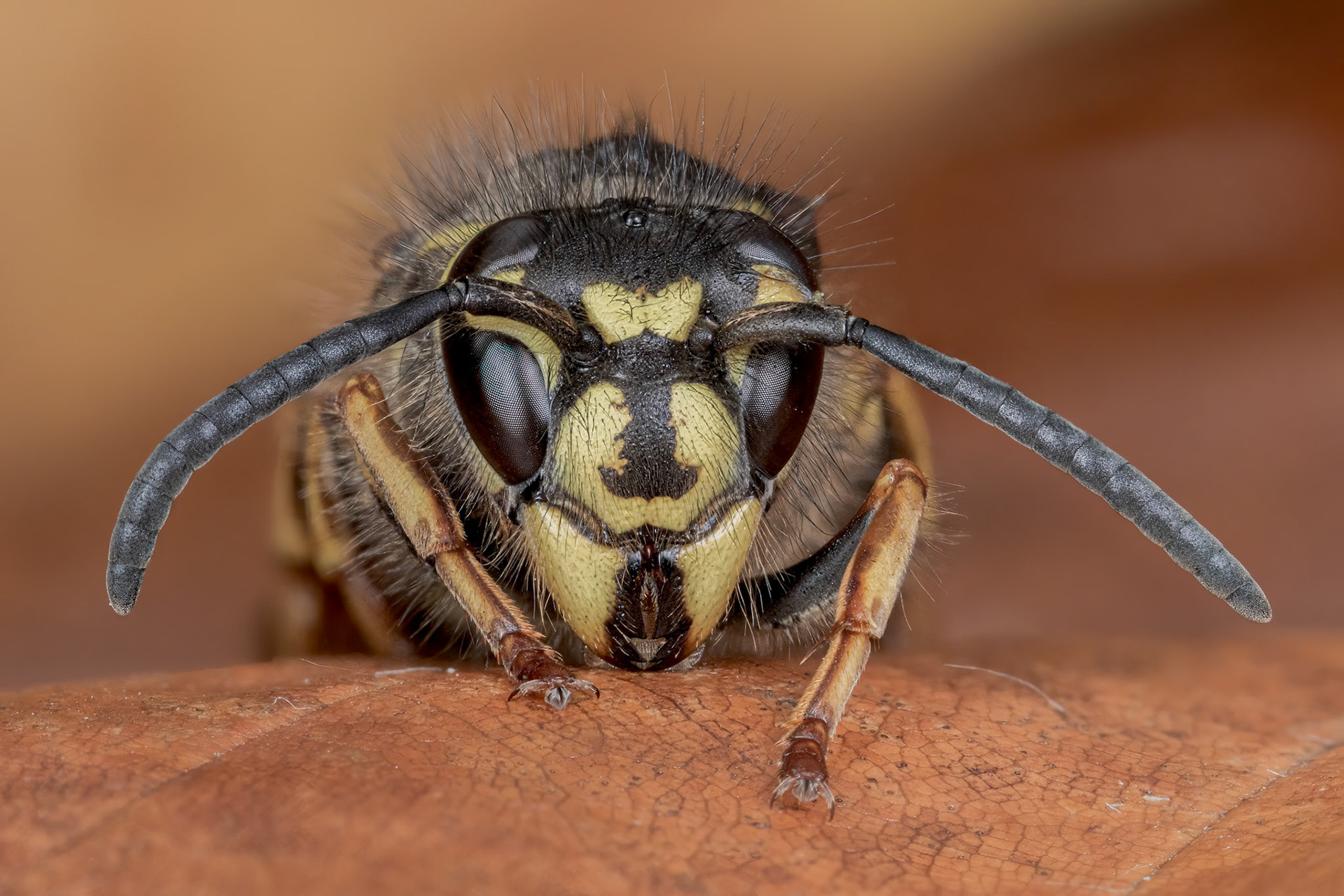 Common European Yellow Jacket