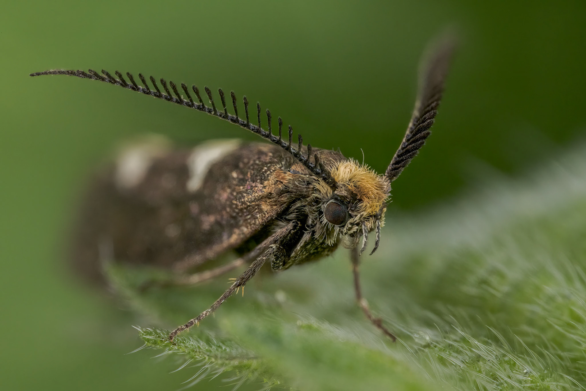 Feathered Leaf-cutter (Incurvaria masculella)