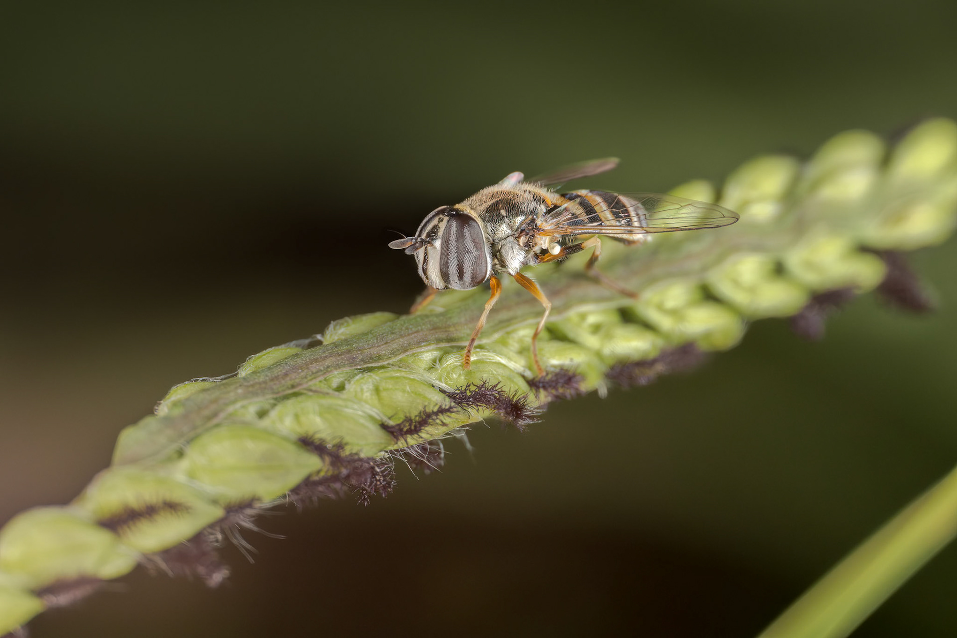 Marmalade Hover Fly (Episyrphus balteatus)
