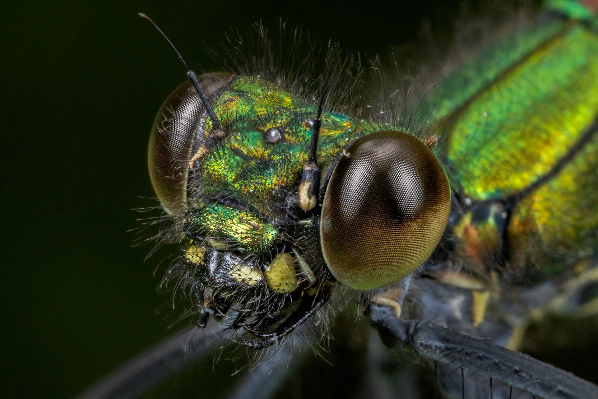 Beautiful Demoiselle