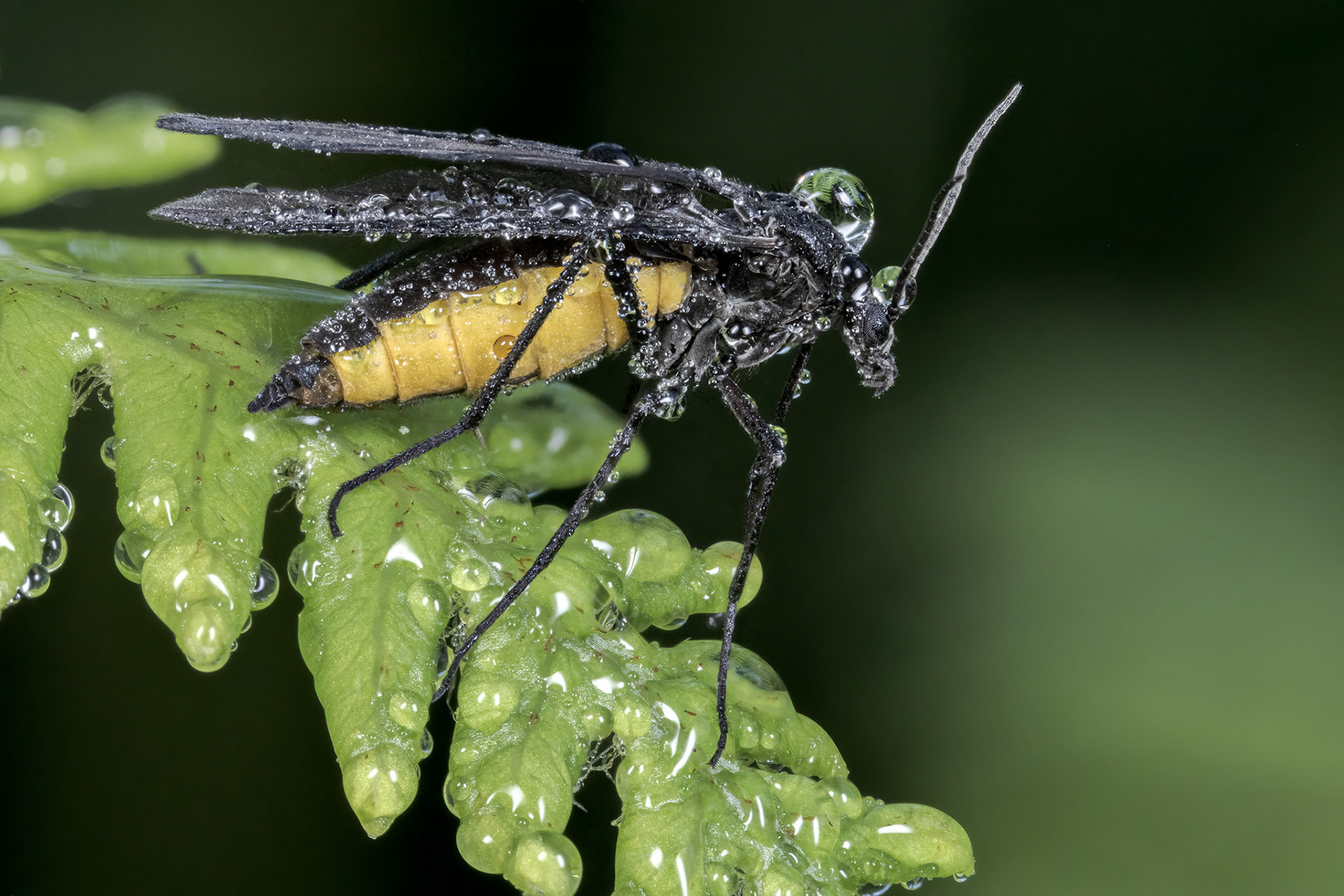 Yellow-bodied Black Fungus Gnat (Sciara hemerobioides)