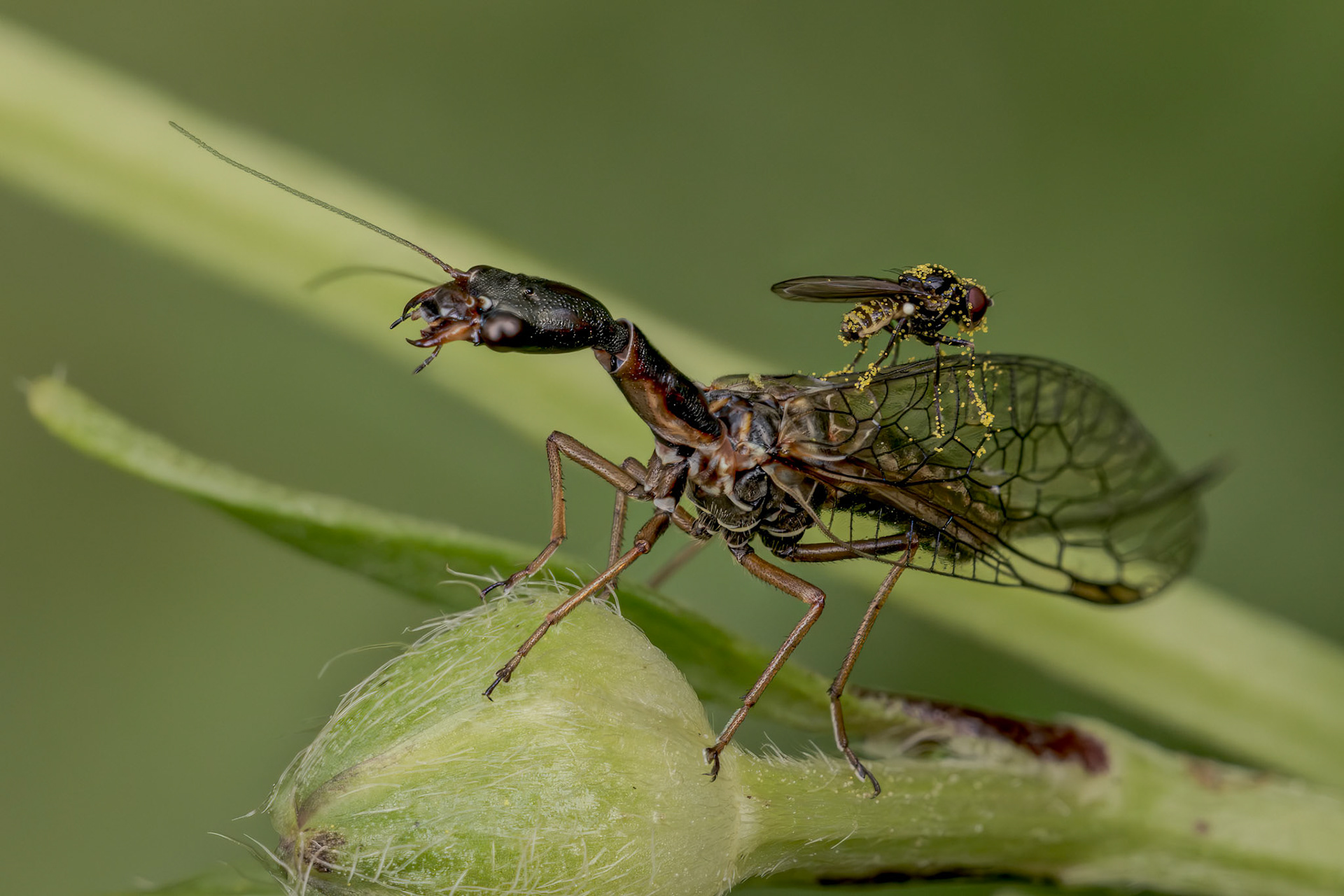  Pine Snakefly (Atlantoraphidia maculicollis)