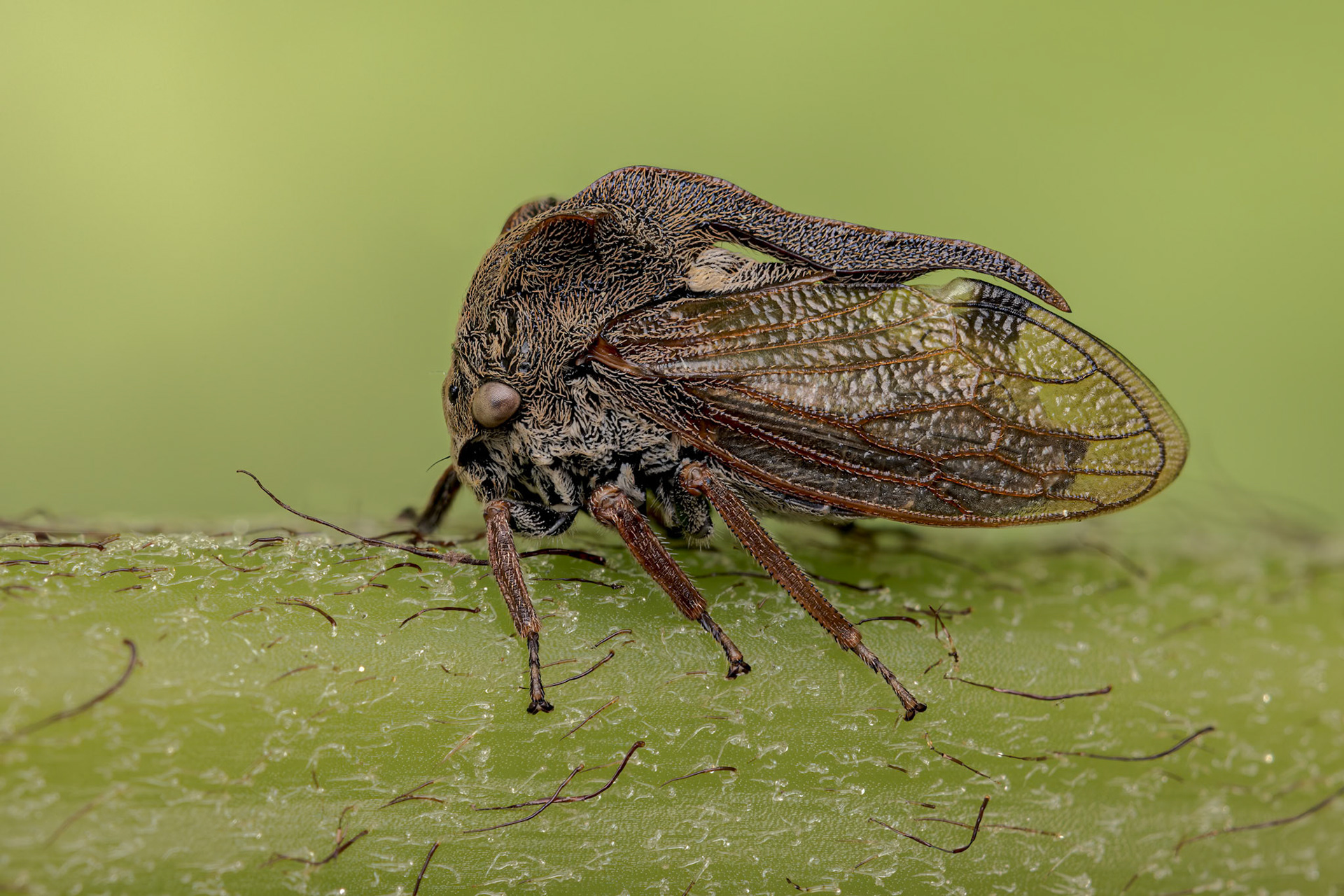 Horned Treehopper (Centrotus cornutus)
