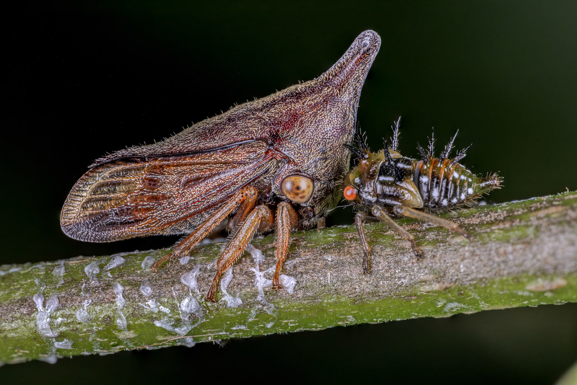 Typical Treehopper and Nymph (Calloconophora)