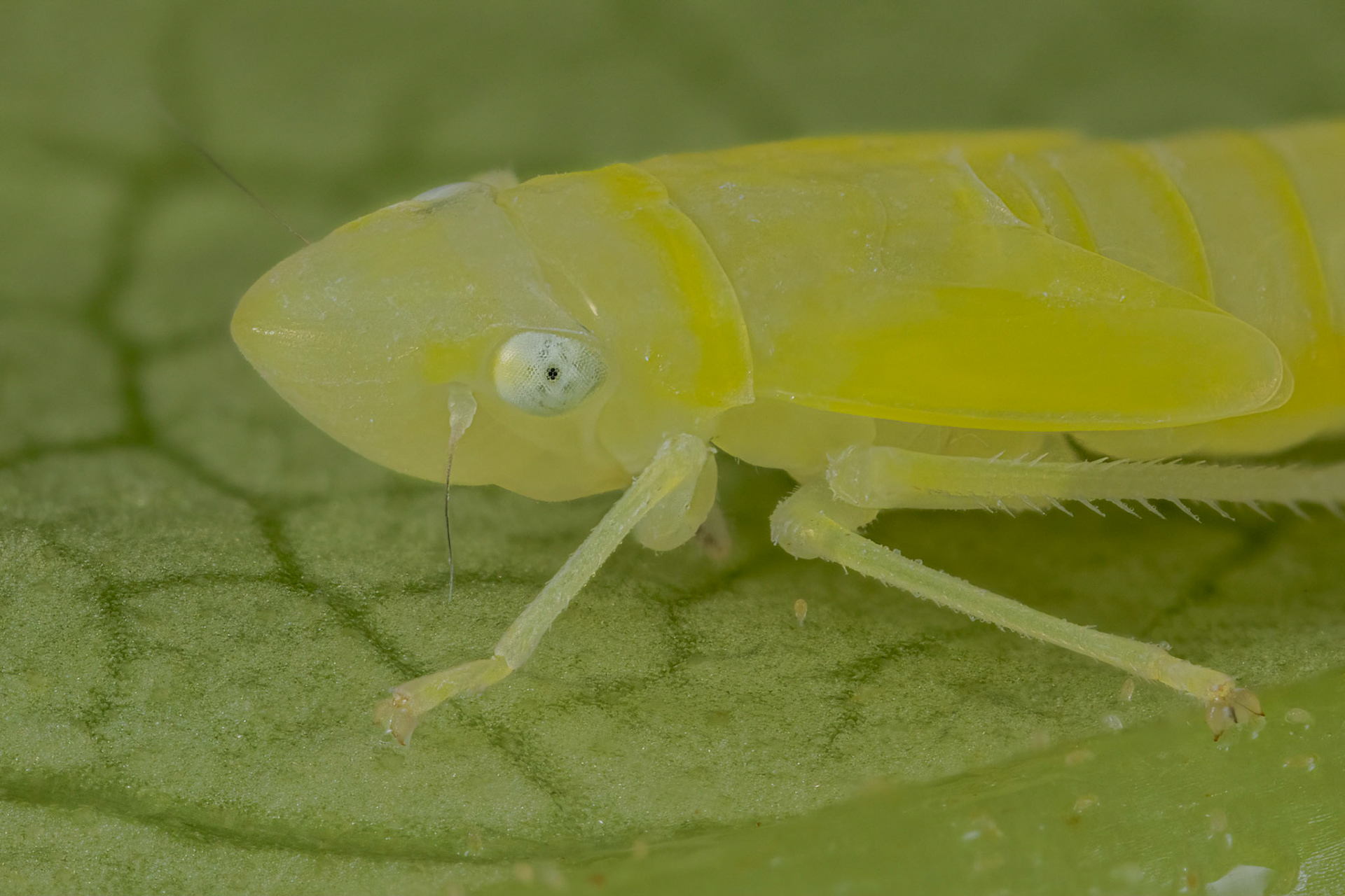Rhododendron Leafhopper (Graphocephala fennahi)
