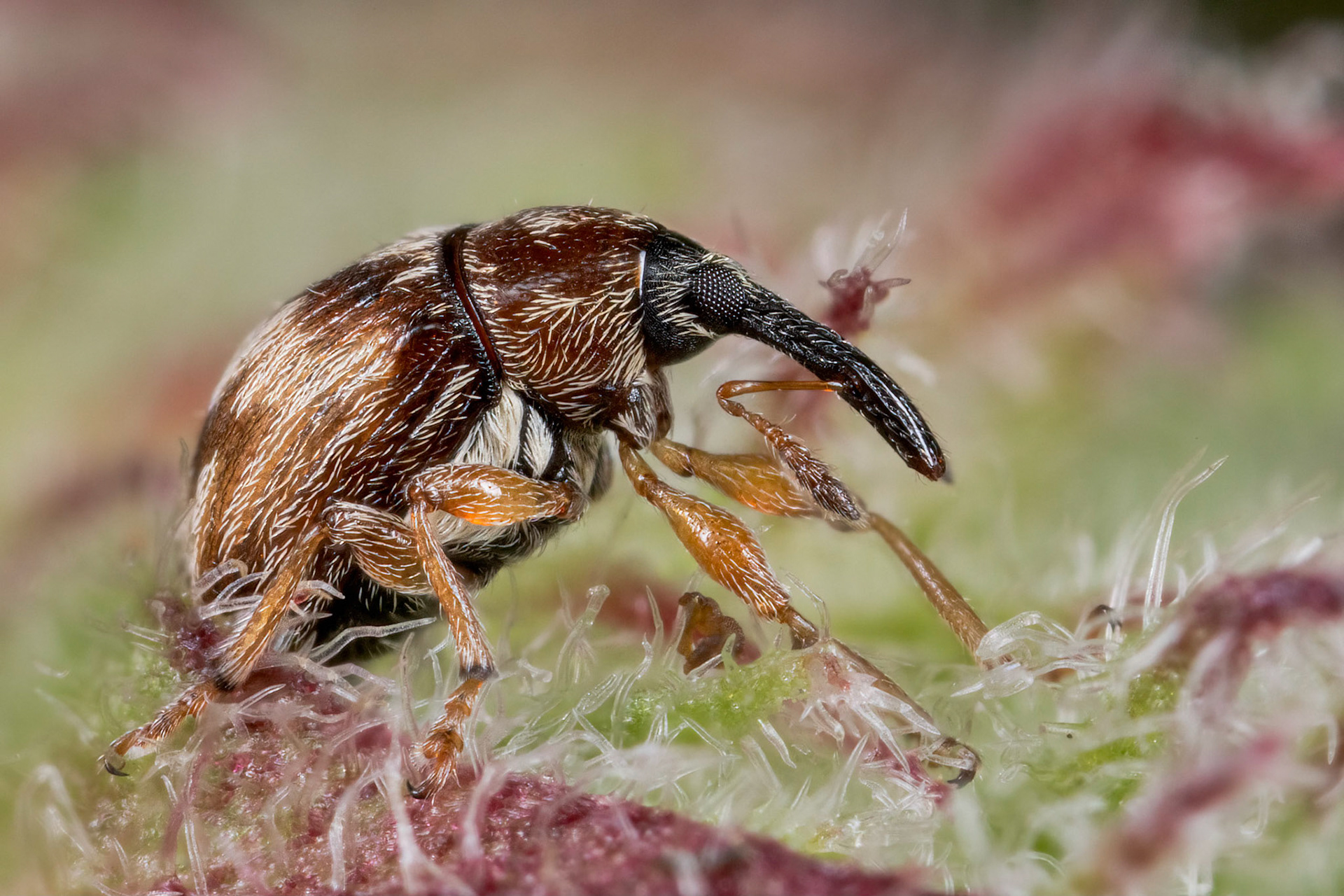 Nanophyes marmoratus