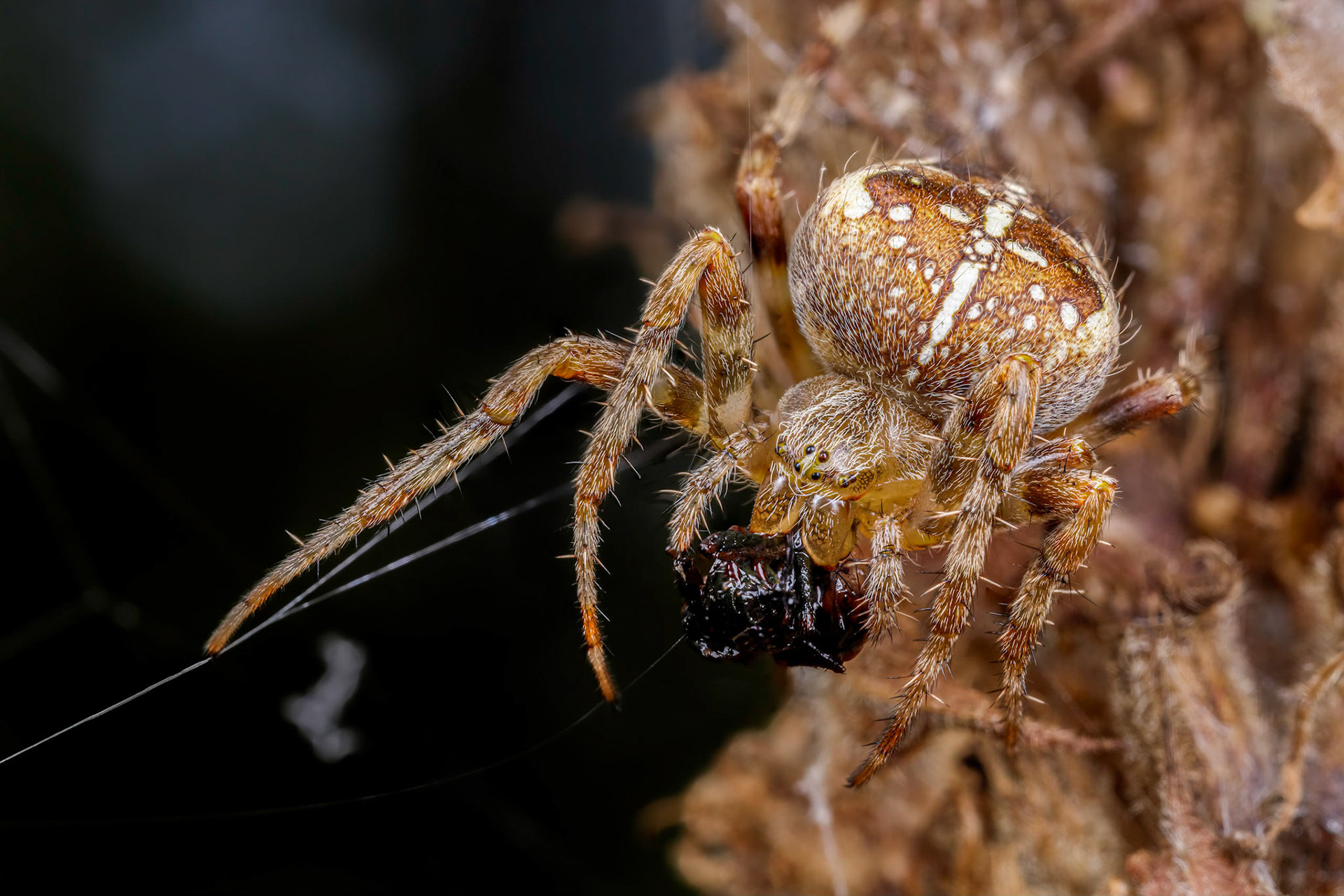 European garden spider (Araneus diadematus)