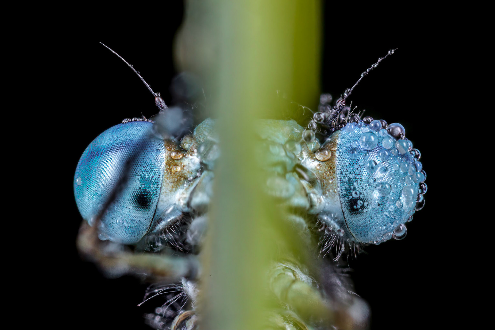 Blue-tailed Damselfly (Ischnura elegans)