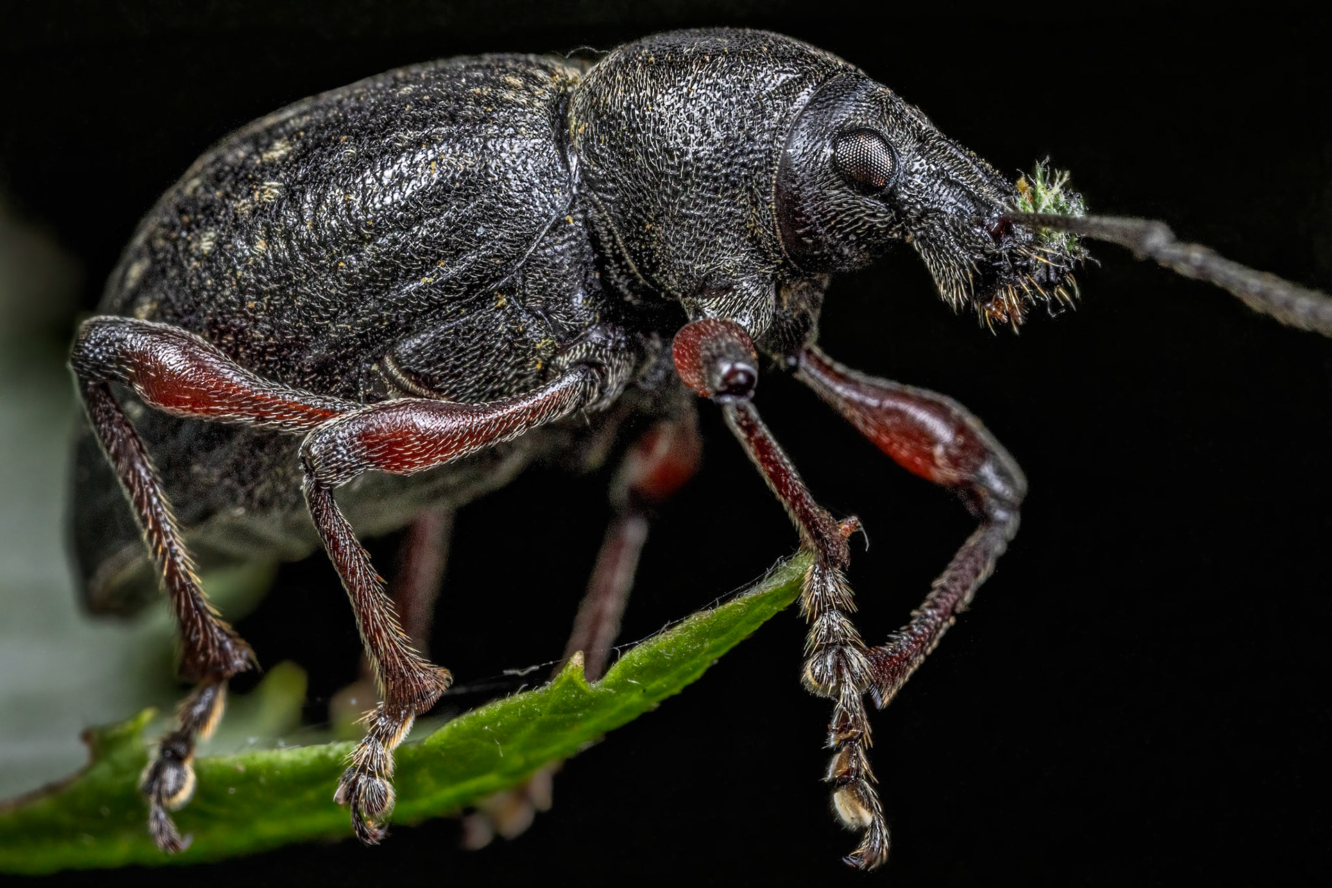 Broad-nosed weevil (EOtiorhynchus tenebricosus)