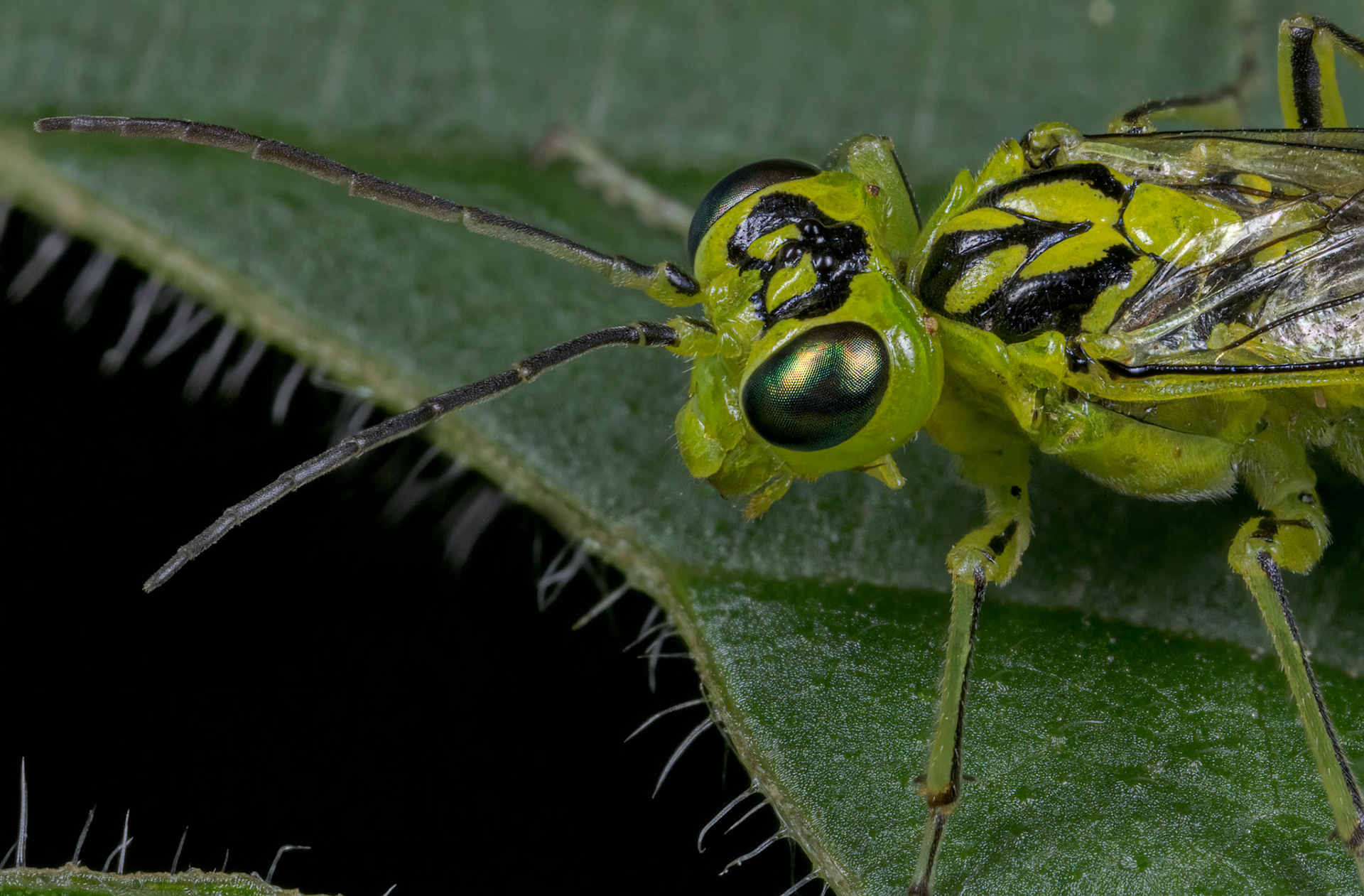 Green Sawfly (Rhogogaster viridis)