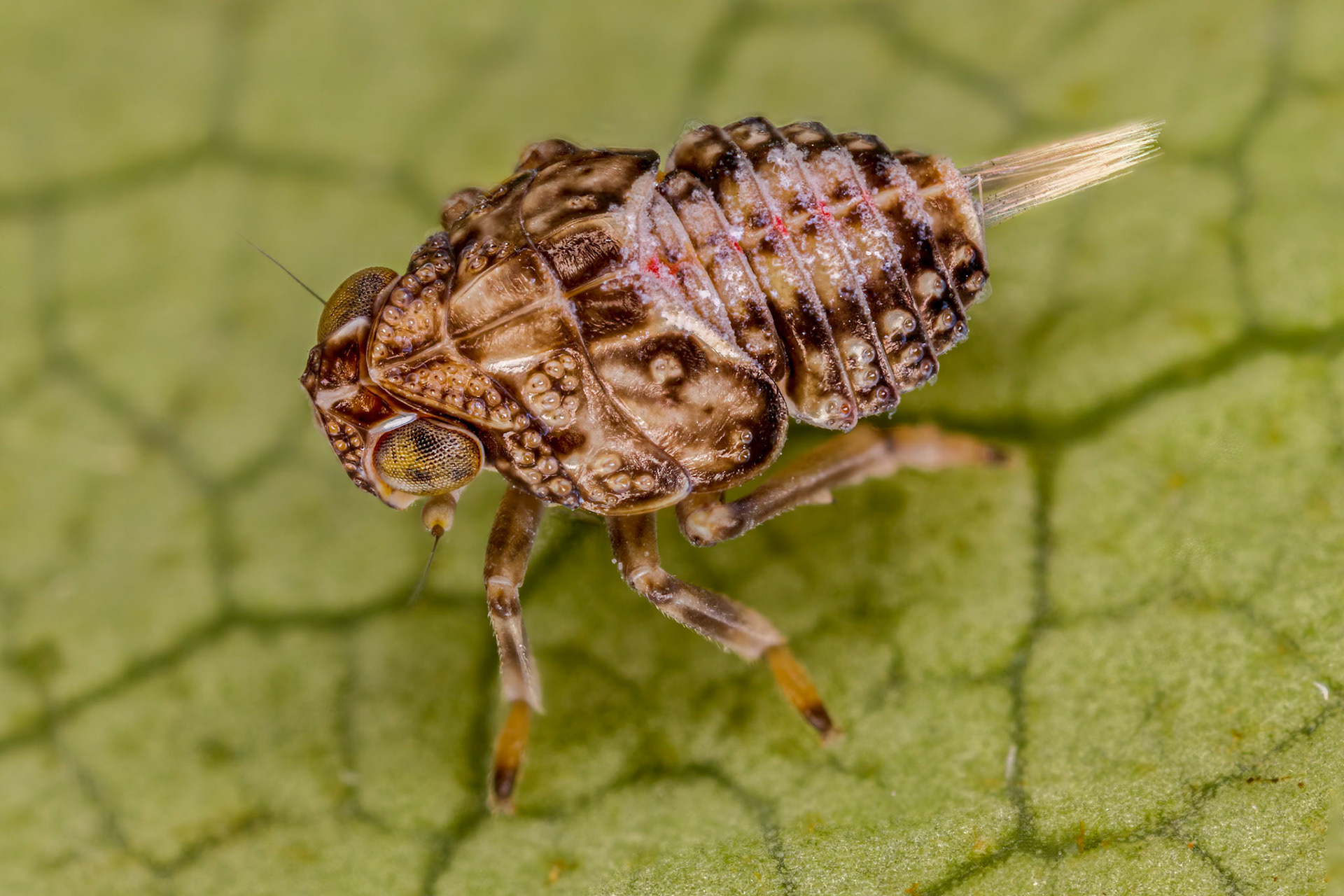Issus coleoptratus Nymph