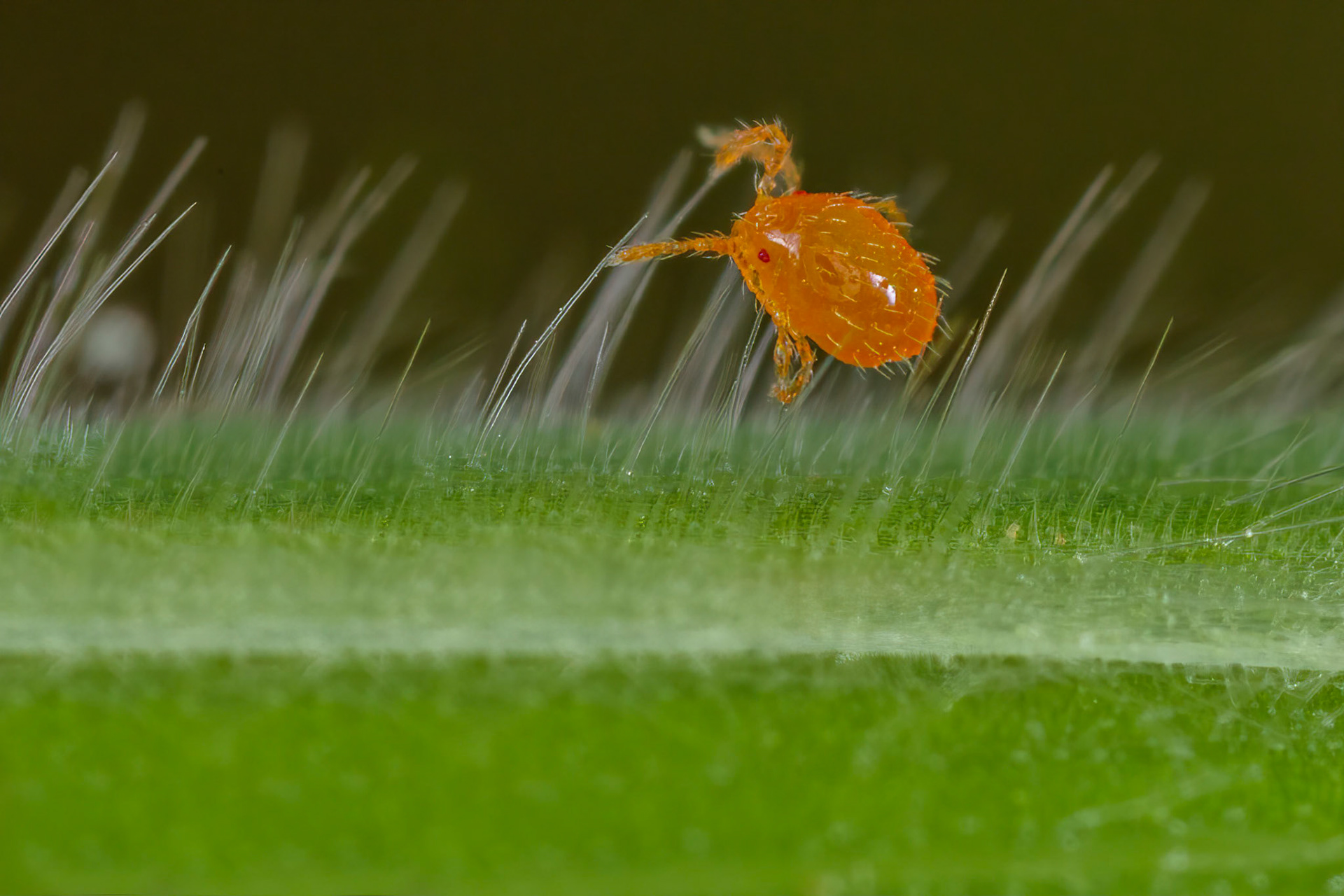 Spider Mite Nymph (Tetranychidae)