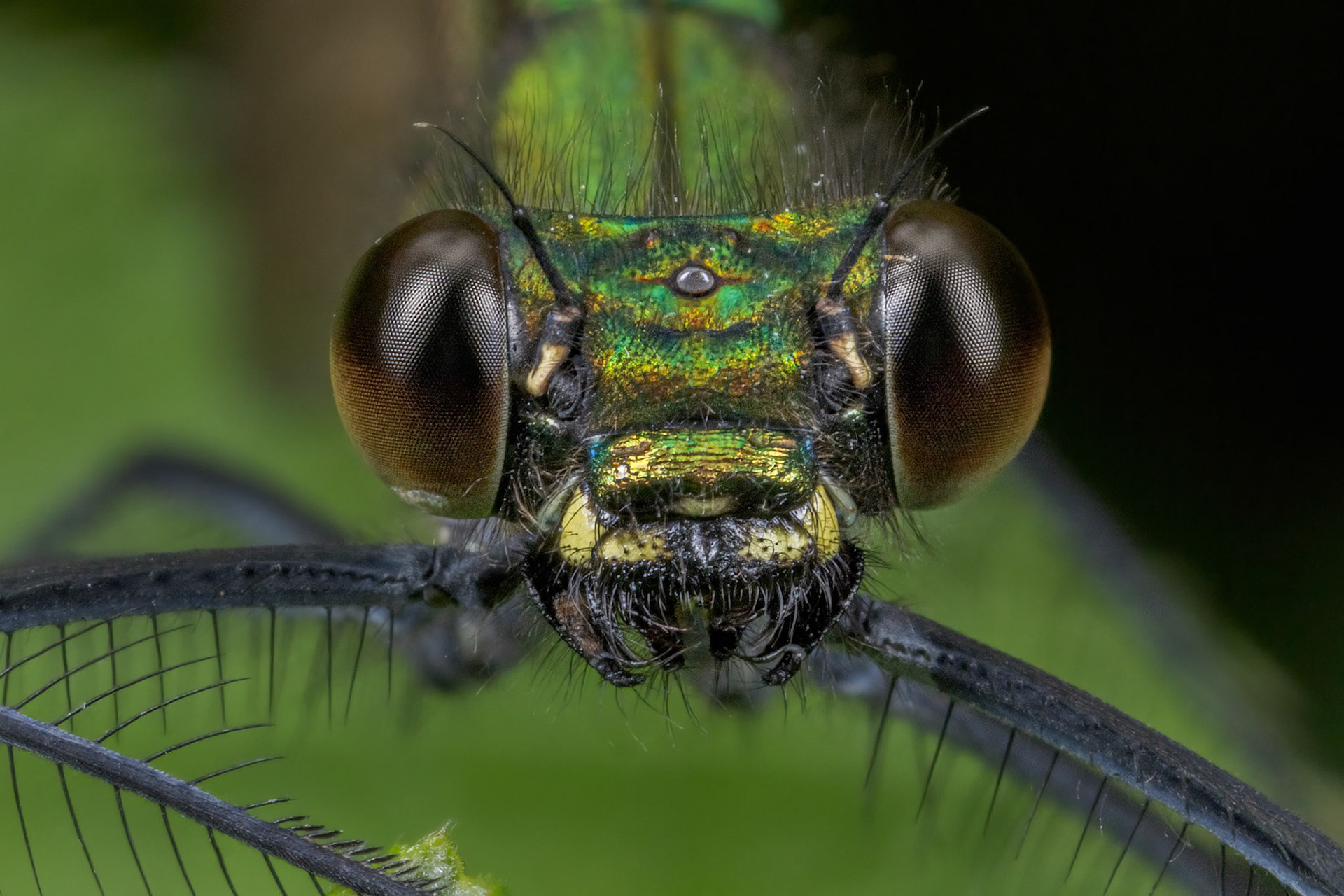 Beautiful Demoiselle
