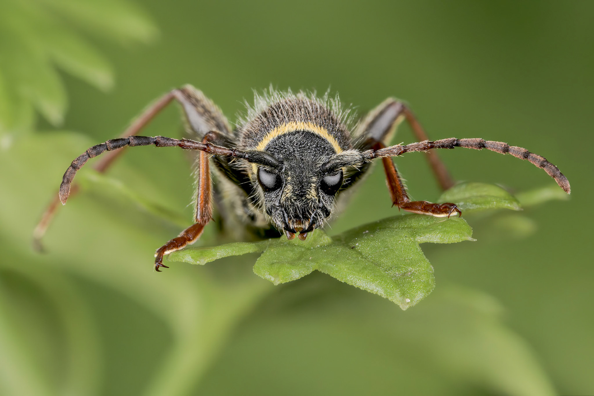 Wasp Beetle (Clytus arietis)