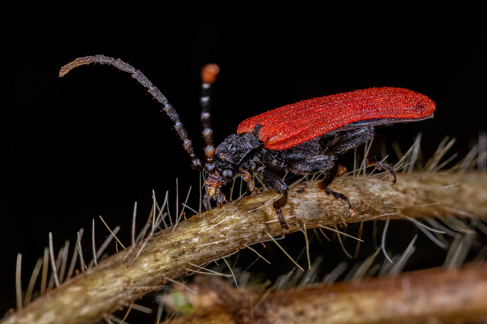 Net-Winged Beetle (Platycis minutus)