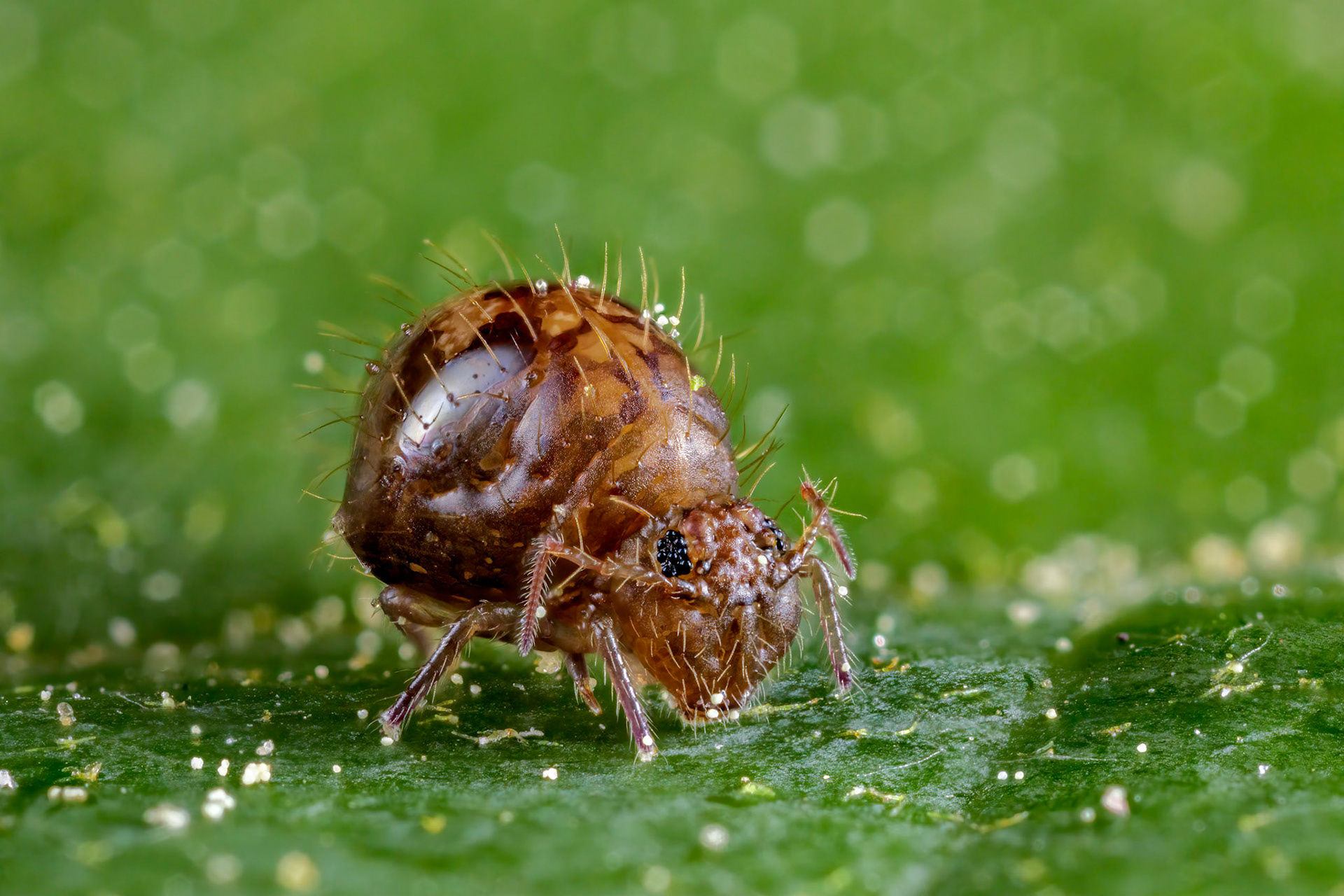 Springtail (Dicyrtoma fusca)