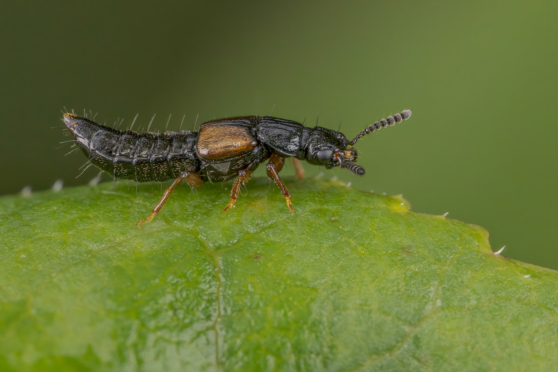 Rove Beetle (Staphylinidae)